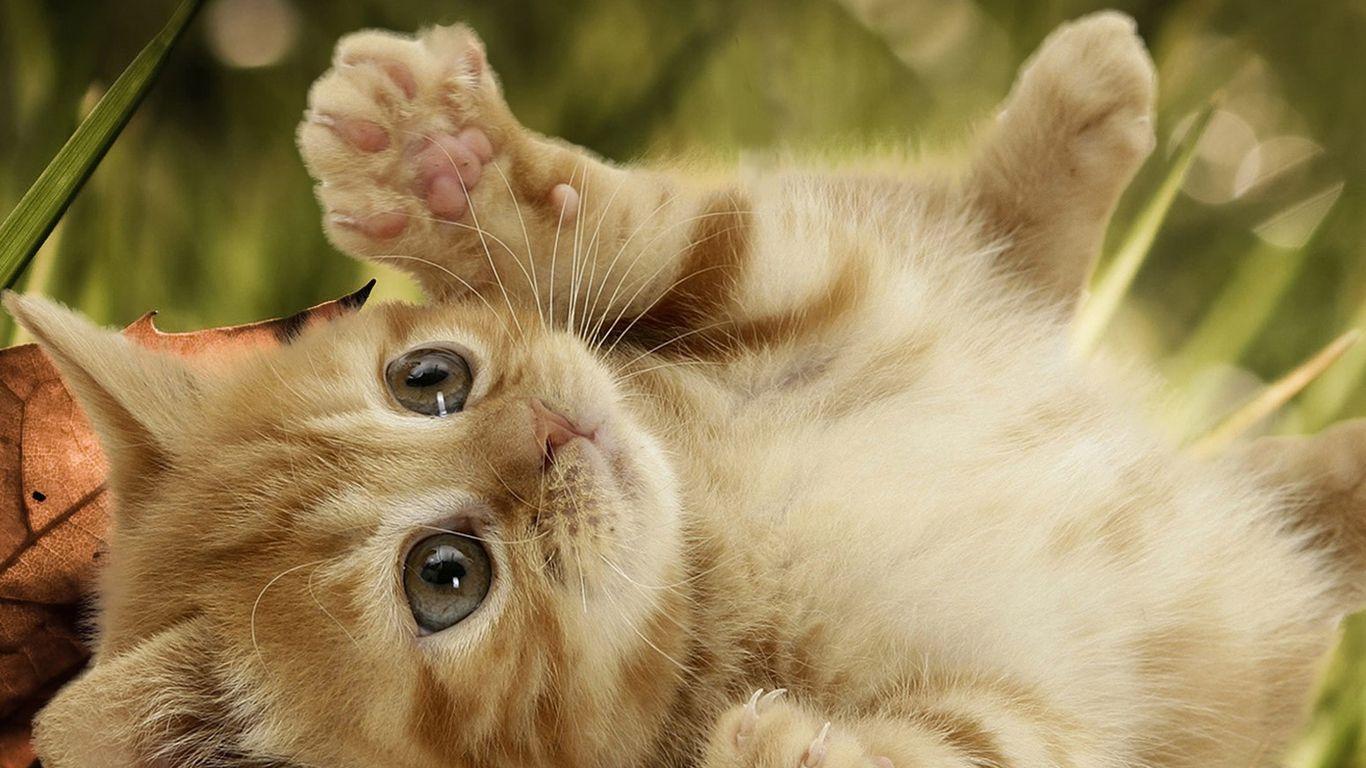 1366x768 Cute Cat Wallpaper Desktop
