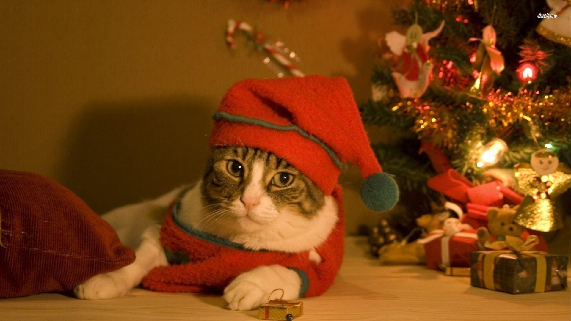 1920x1080 Christmas Cat Wallpaper
