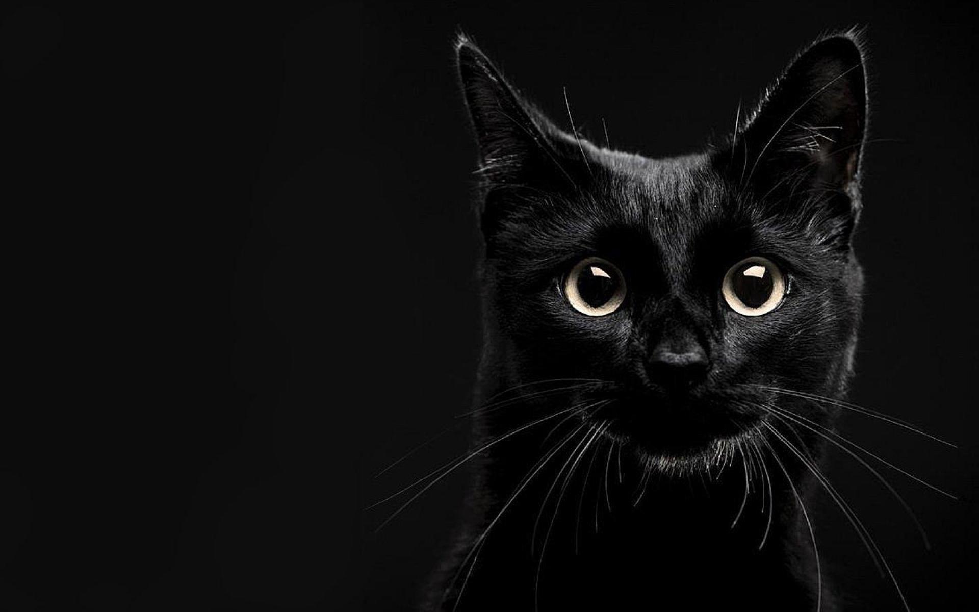 1920x1200 Black And White Cat Wallpaper For Walls
