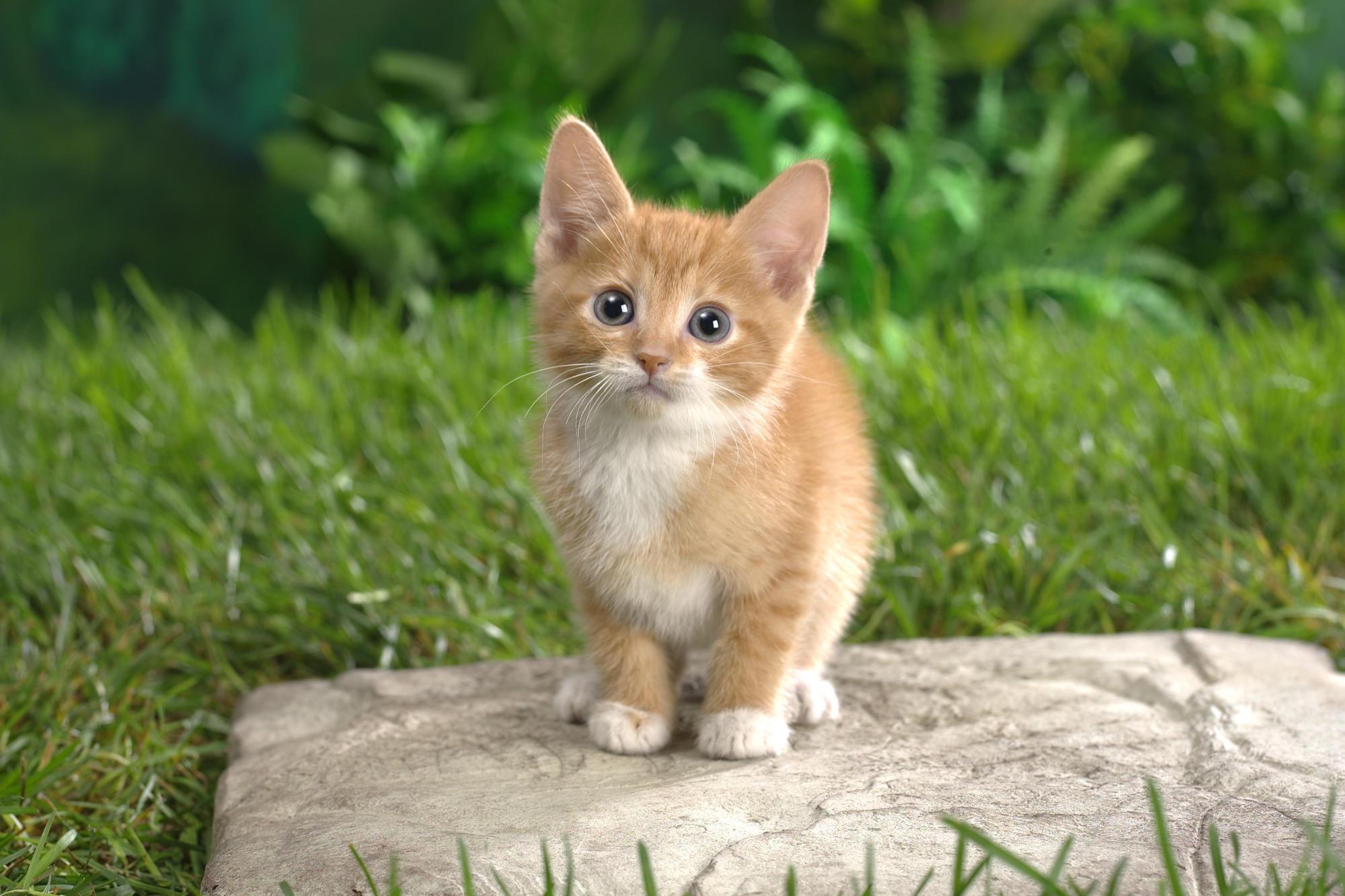 2000x1333 Cute Kitten HD desktop wallpaper : Widescreen : High
