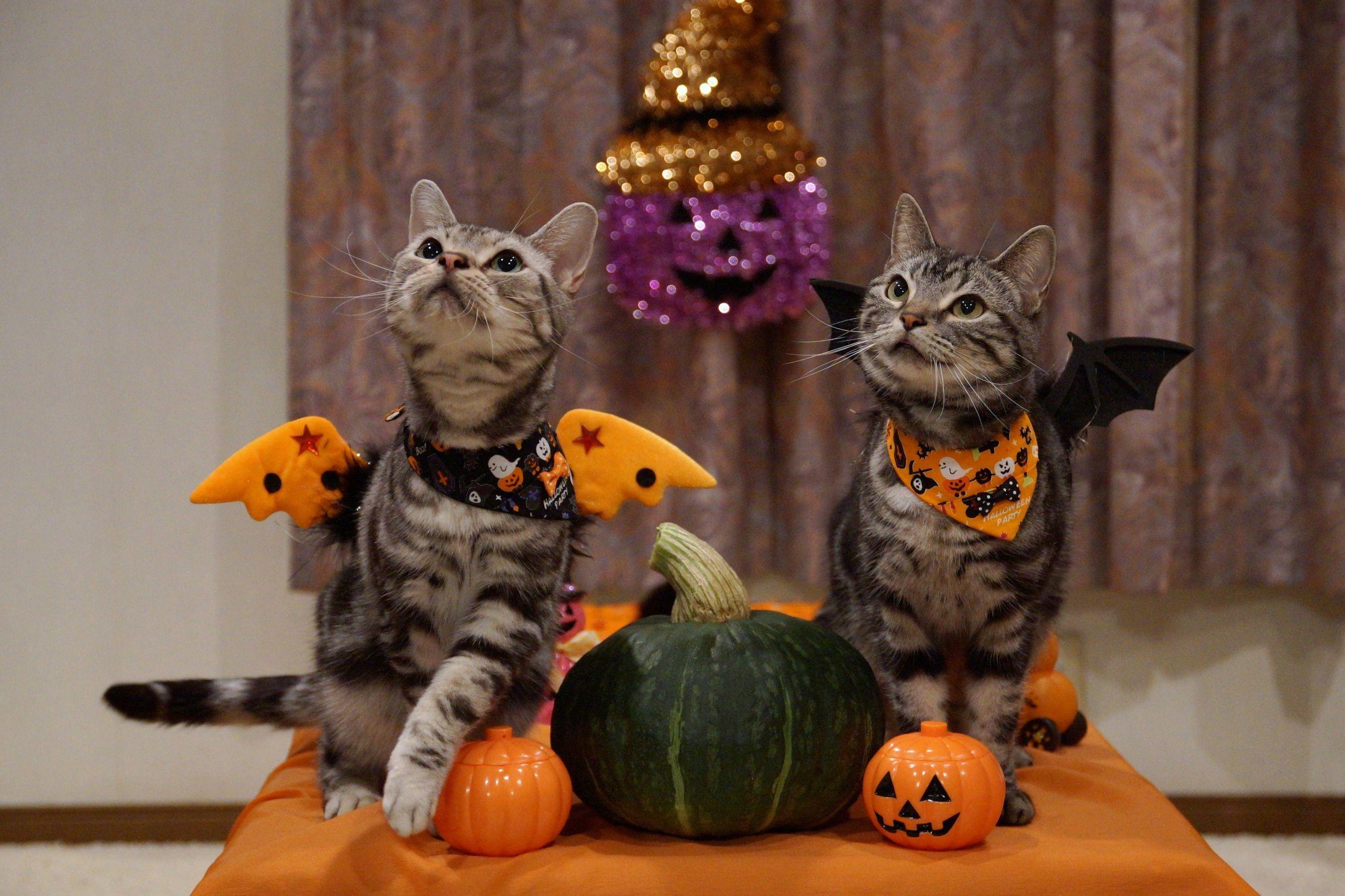 2560x1706 Pin By Cindy On FALL HALLOWEEN. Halloween Cat, Animals