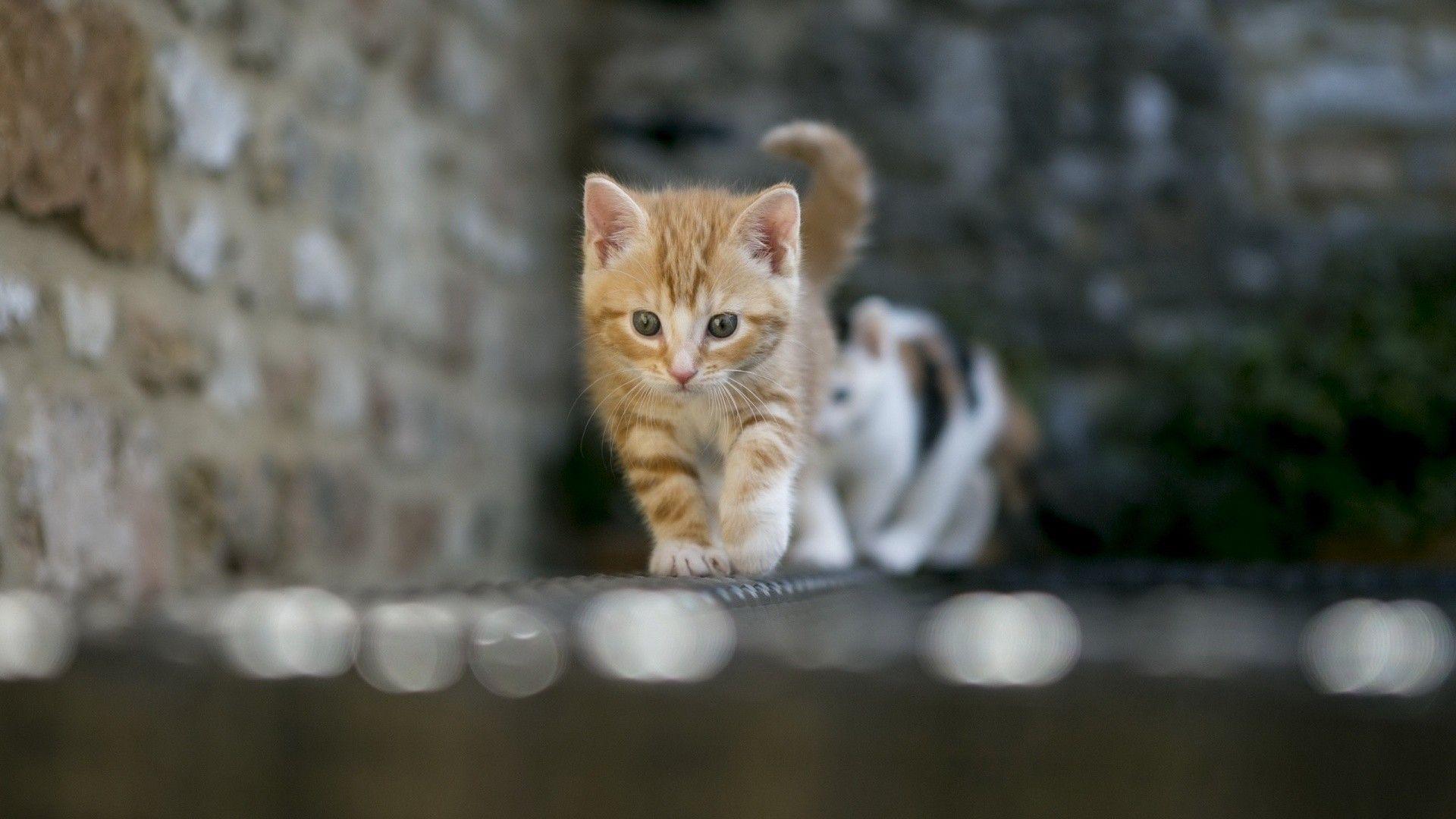 1920x1080 LoL Cat Wallpaper