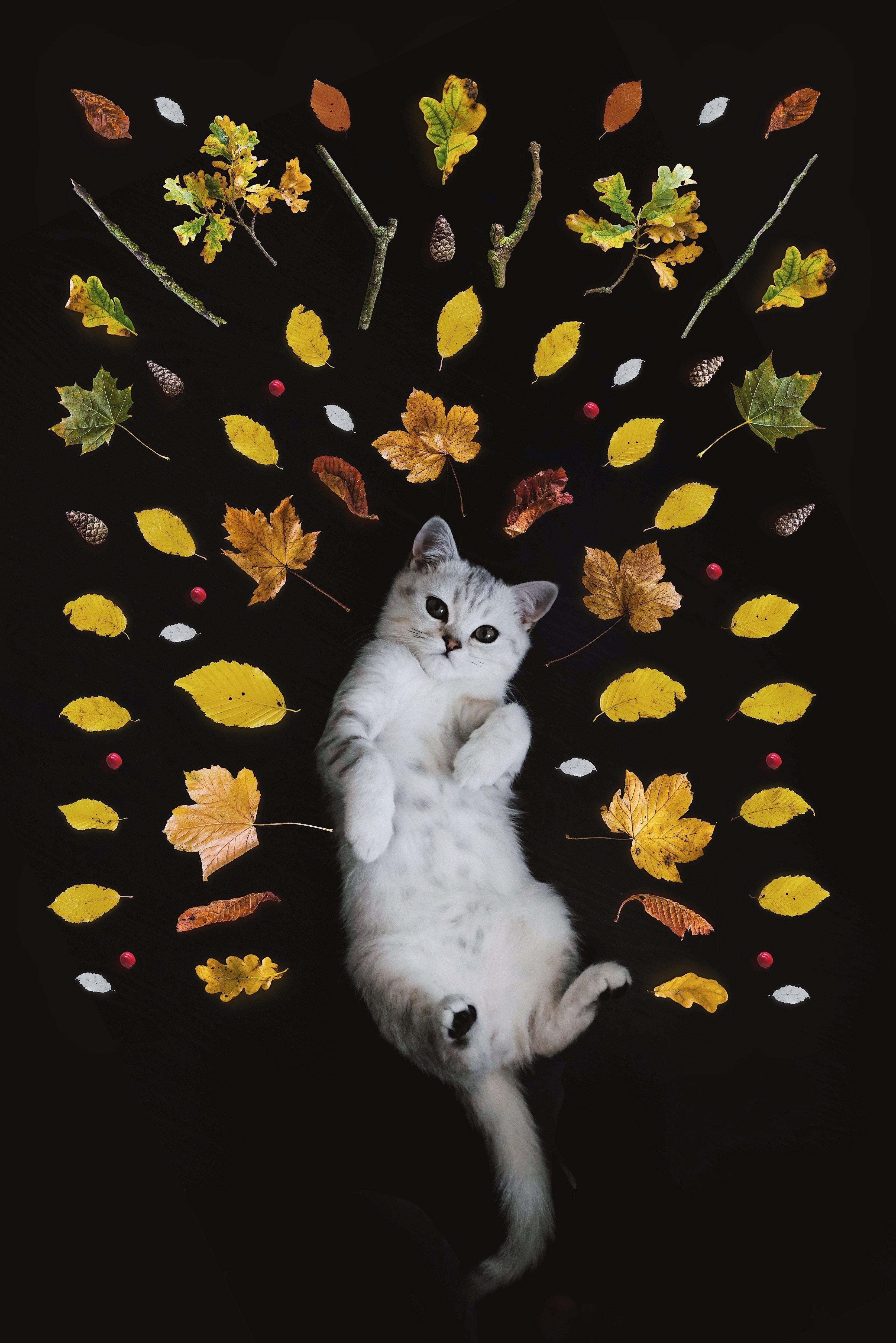 Fall Cat Wallpapers - Top Free Fall Cat Backgrounds - WallpaperAccess