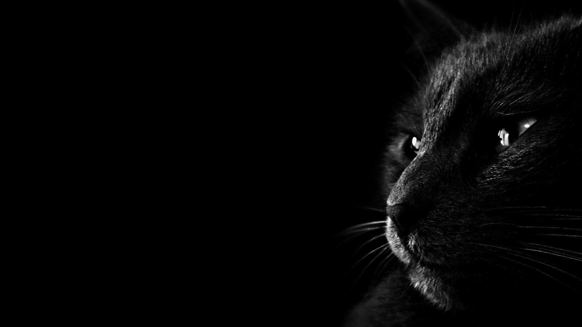 Black Cat Desktop Wallpapers Top Free Black Cat Desktop Backgrounds