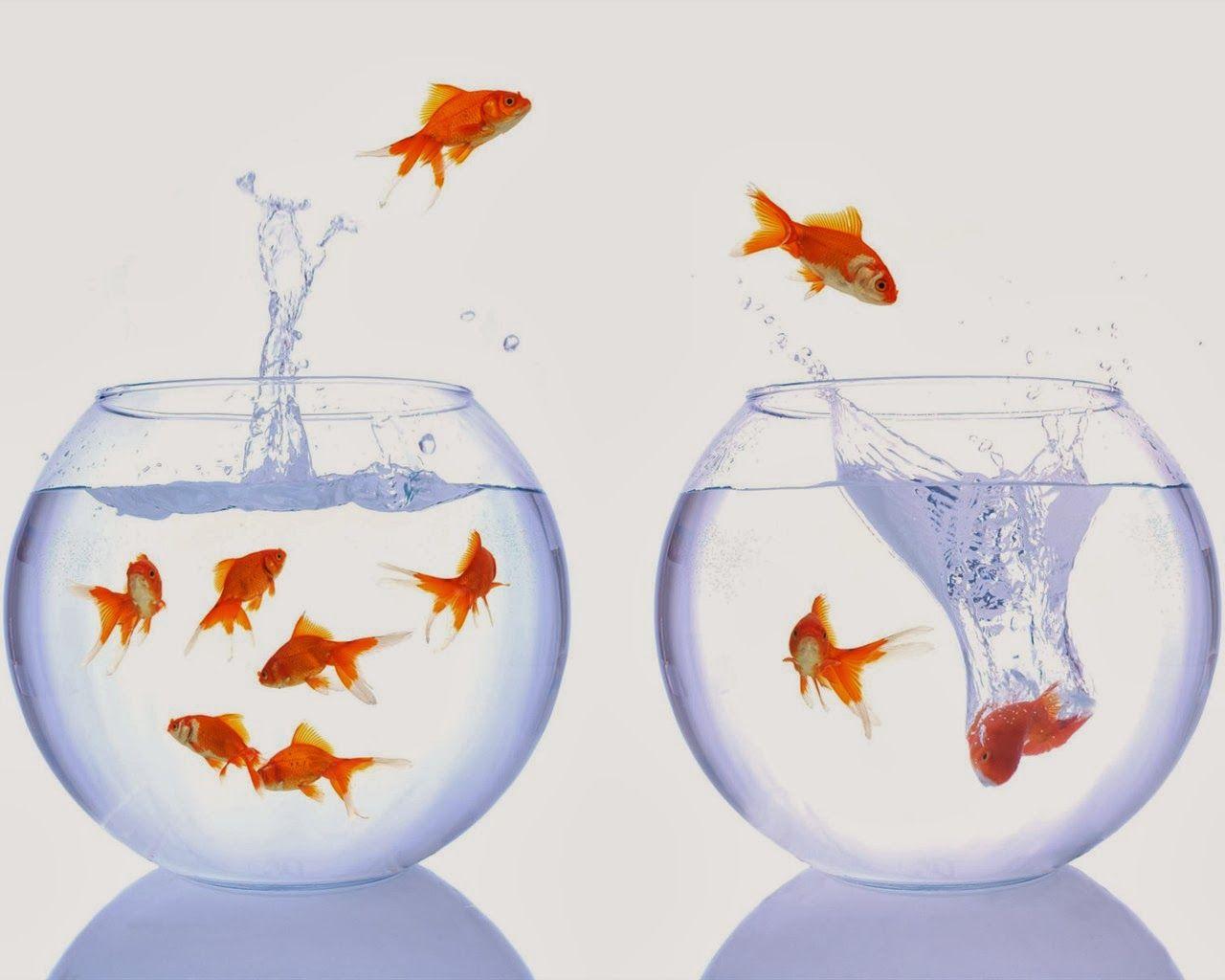 1280x1024 all about insurance: Goldfish wallpaper for walls