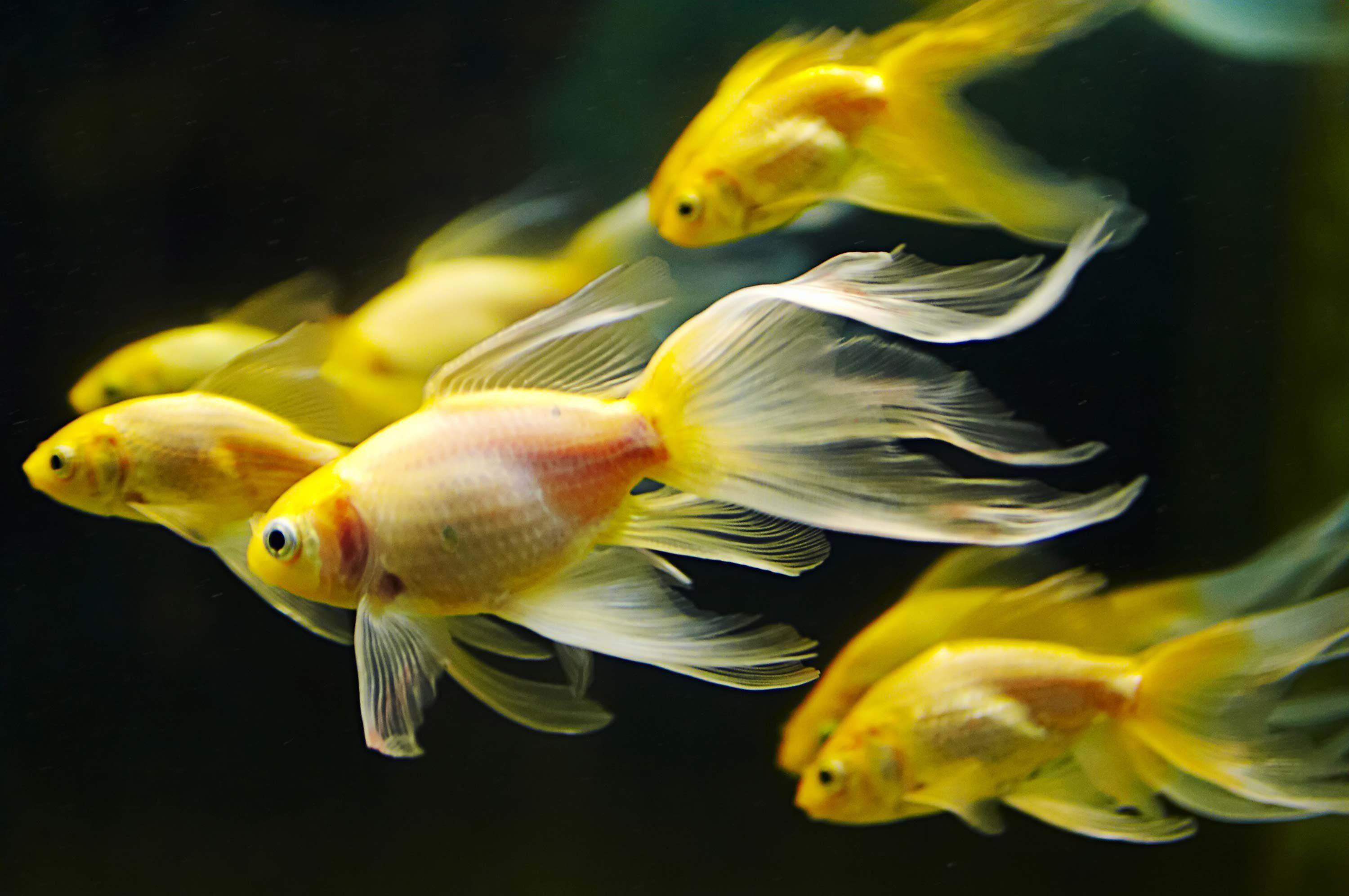 3000x1993 underwater, Fish, Fishes, Goldfish, Gold, Fish Wallpaper HD