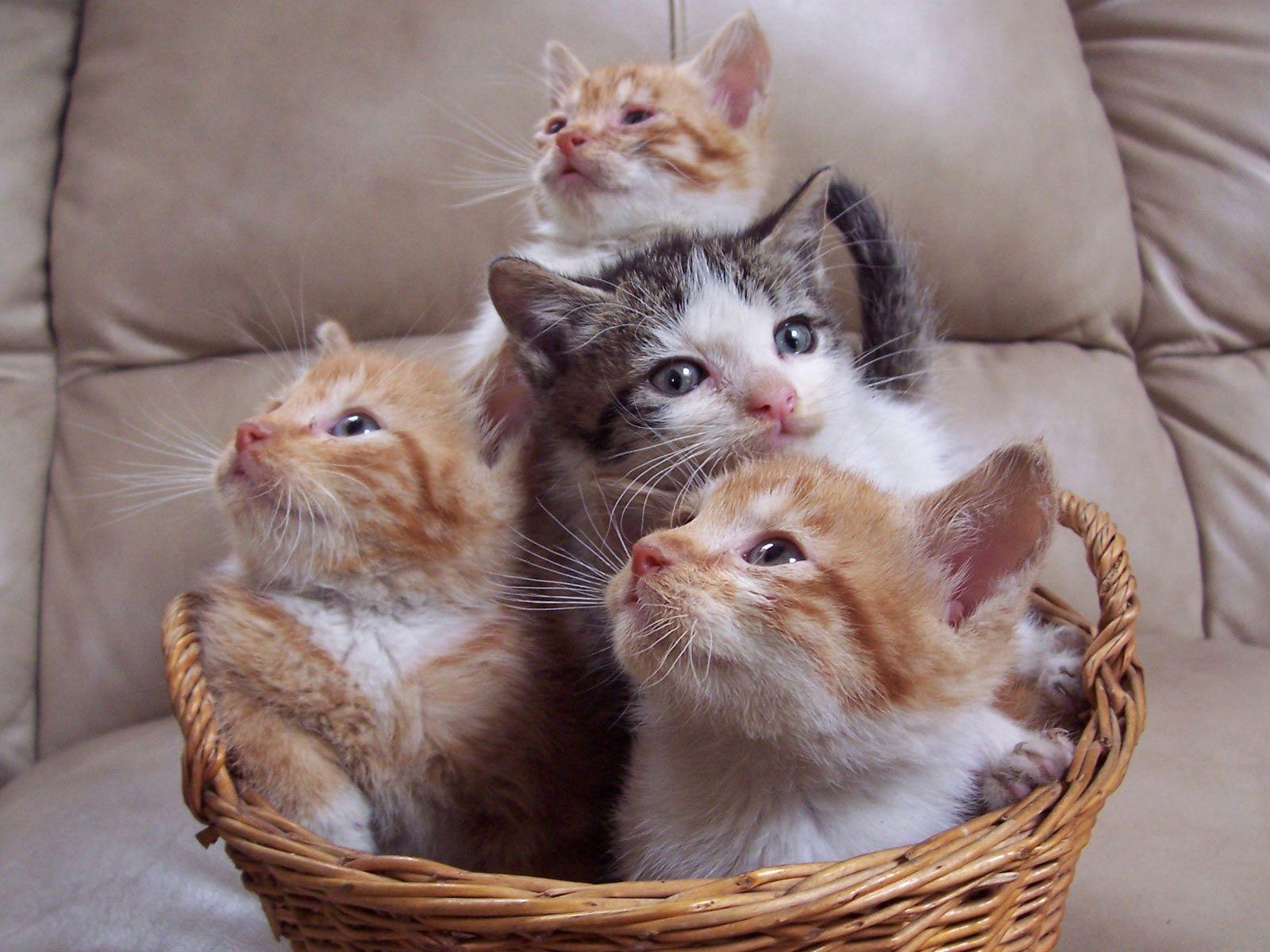 1600x1200 The Wallpaper Background: Cat Desktop Wallpaper, Cats