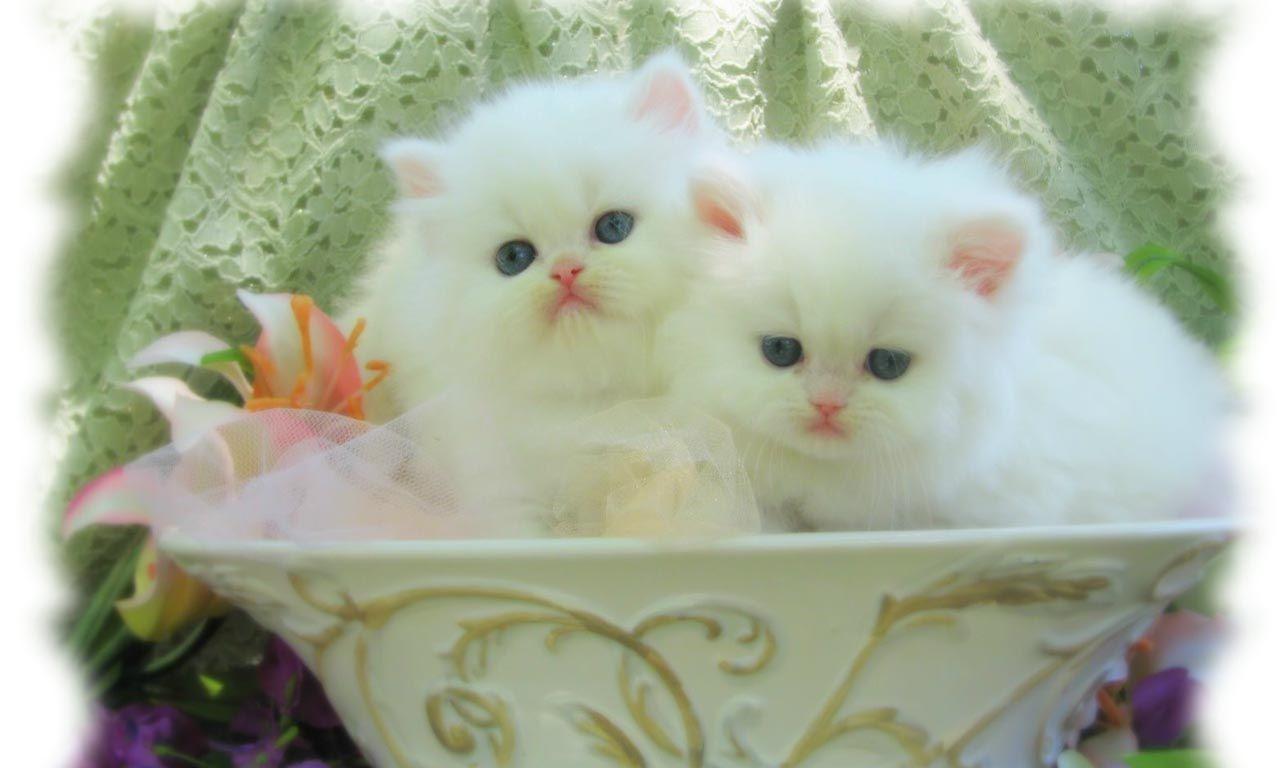 1280x768 Cute White Cat HD desktop wallpaper Widescreen High