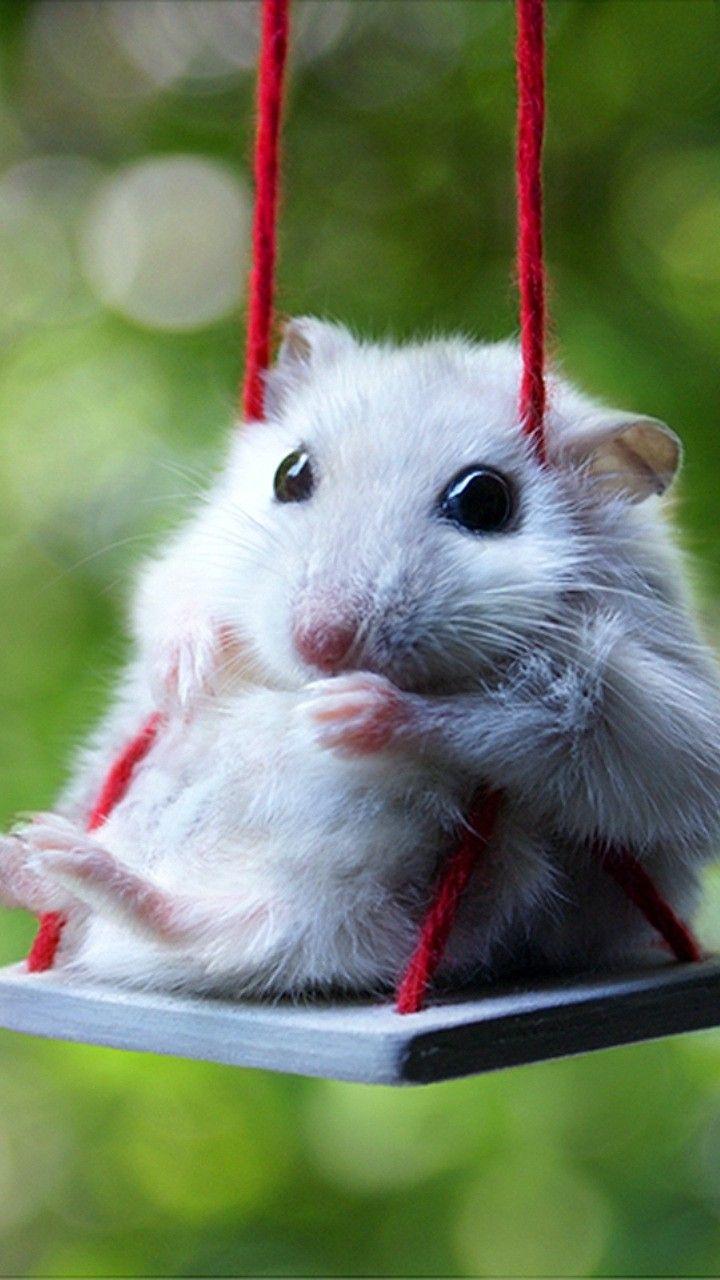 720x1280 Cute Hamster Desktop Wallpaper 20002