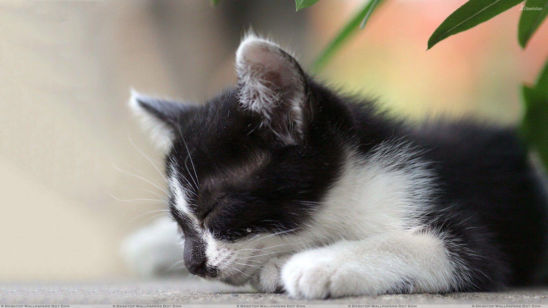 1920x1080 Black N White Cat Sleeping Closeup Wallpaper