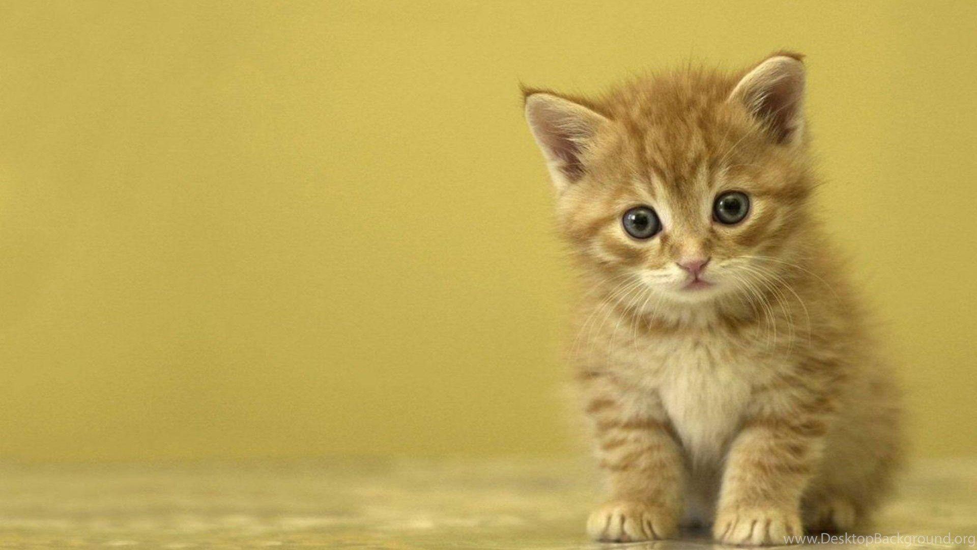 1920x1080 Cute Kitten HD Wallpaper 7 For Desktop Background