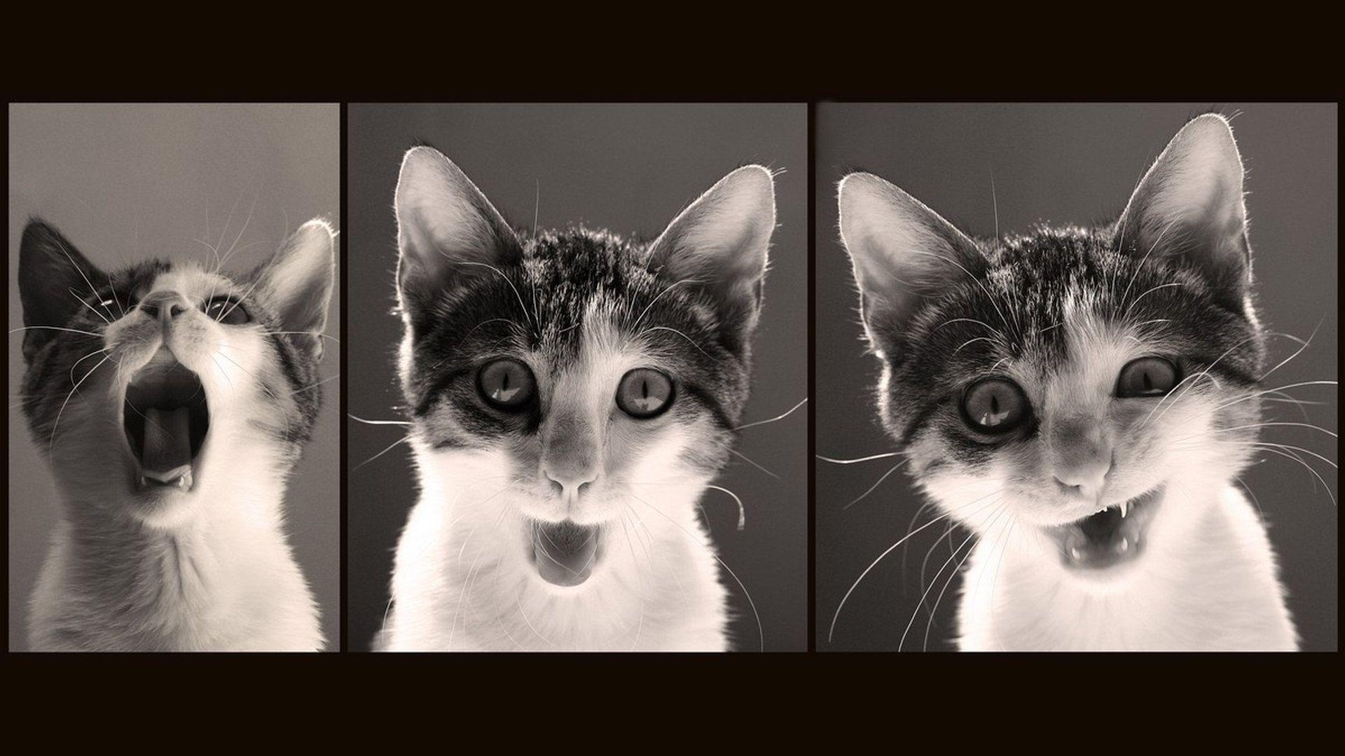 Crazy Cat Desktop Wallpapers Top Free Crazy Cat Desktop Backgrounds Wallpaperaccess