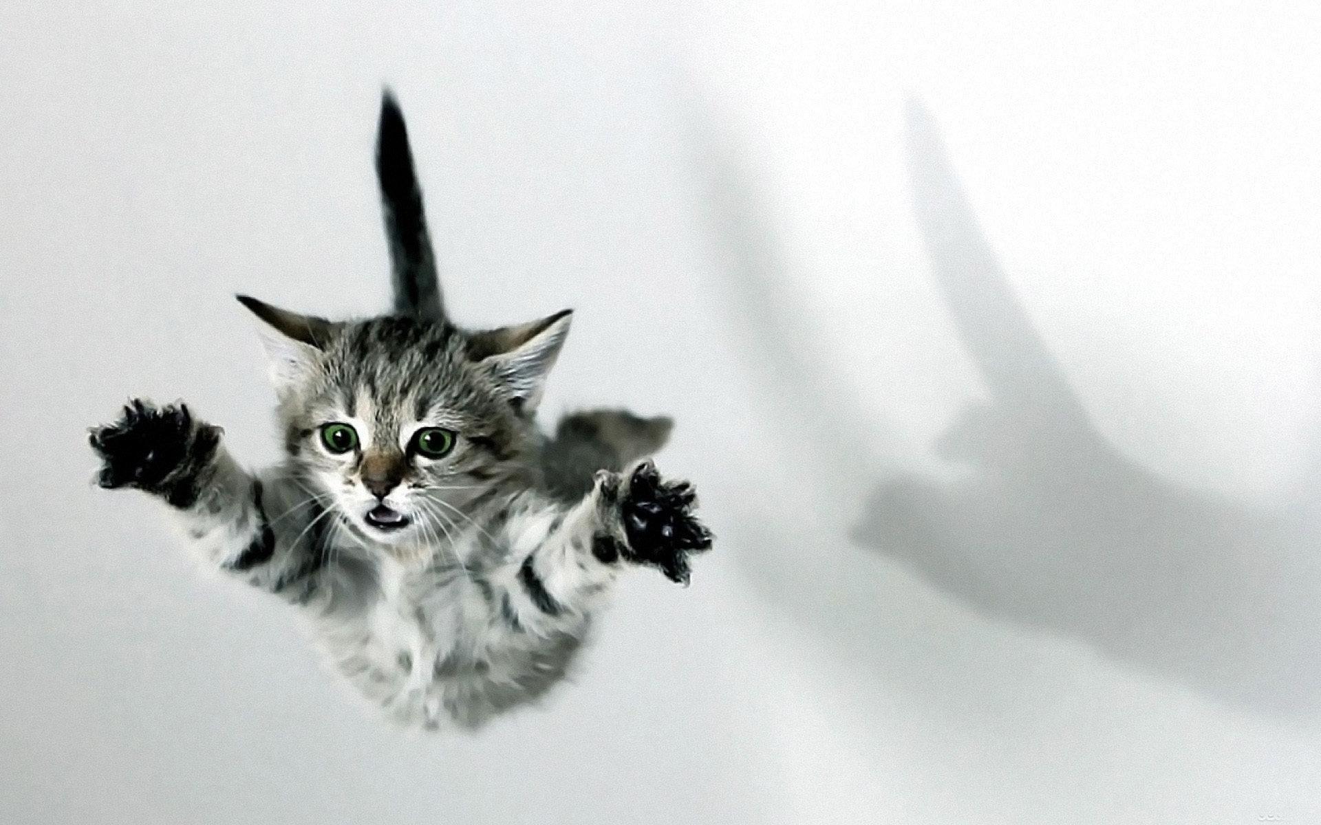1920x1200 Kitten wallpaper 1920x1200 desktop background