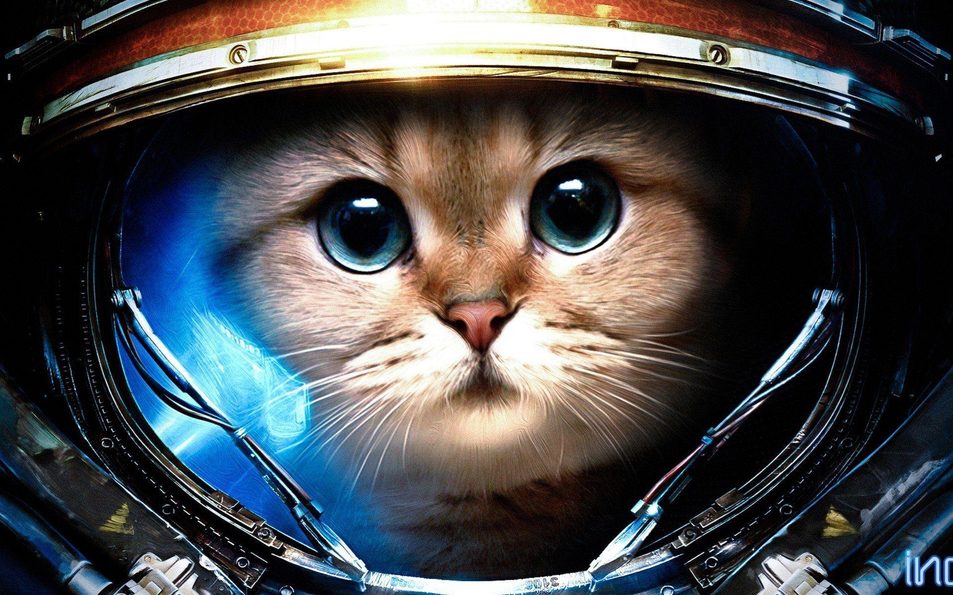1920x1200 Cat Storm Wallpaper