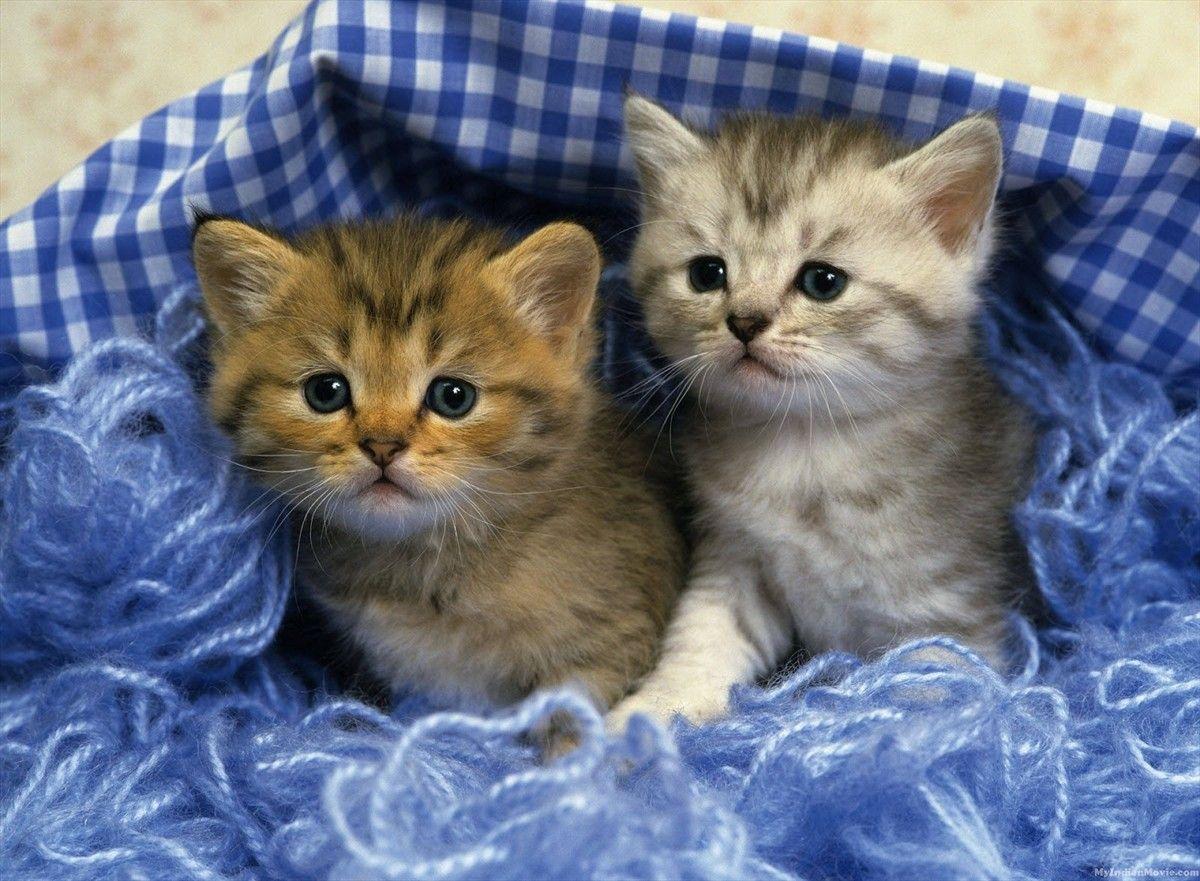 1200x881 Cute Kitten Desktop