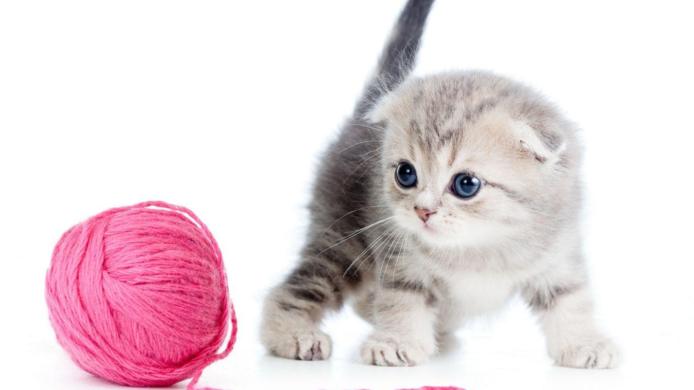 1366x768 Cute Kittens Wallpaper for Desktop HD Picture Image Photo