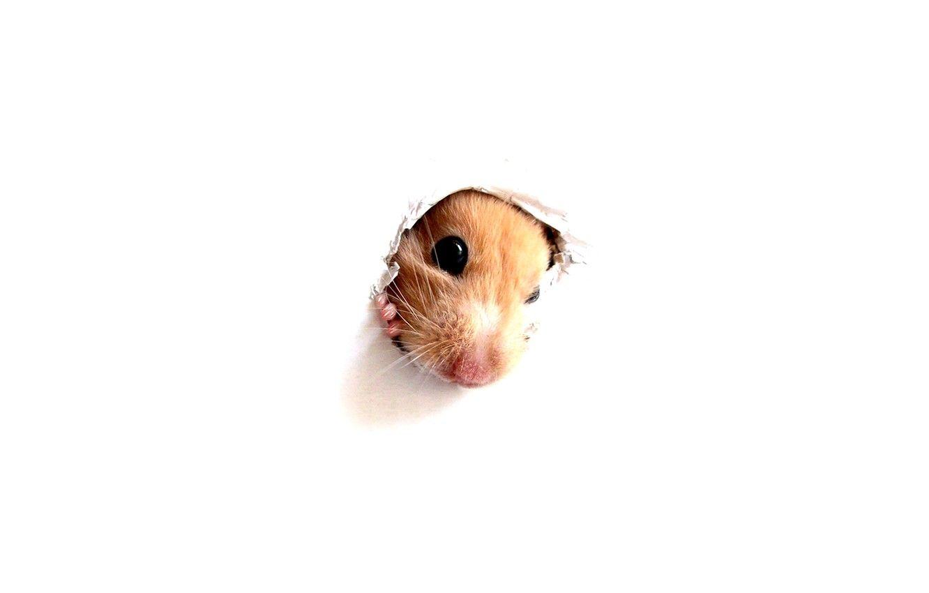 1332x850 Wallpaper Wallpaper, Hamster, Peek A Boo Through A Hole In A
