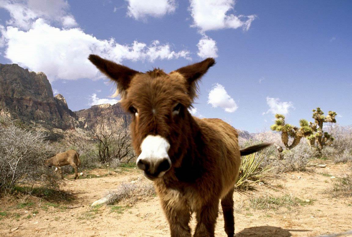 1152x777 Donkey Wallpaper