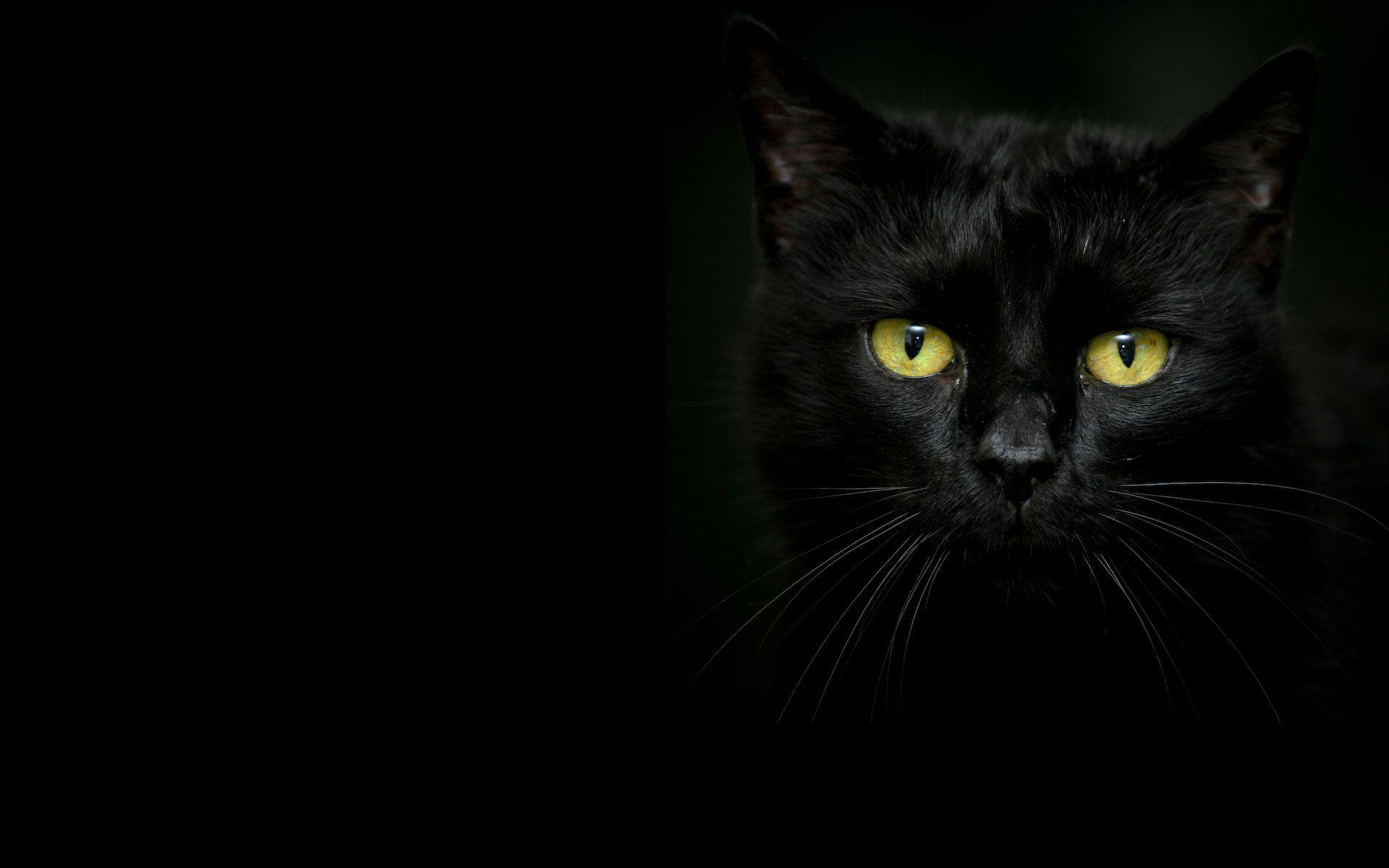 1920x1200 Black Cat Desktop Wallpaper