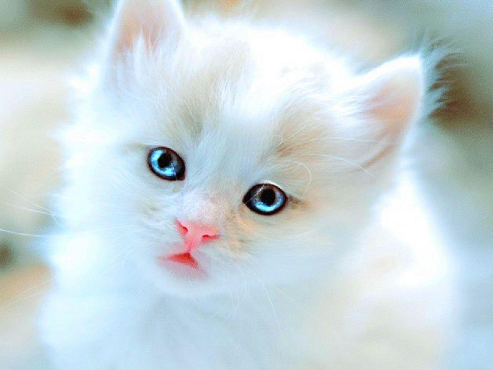 1600x1200 kittens, Kitten, Cat, Cats, Baby, Cute, S Wallpaper HD