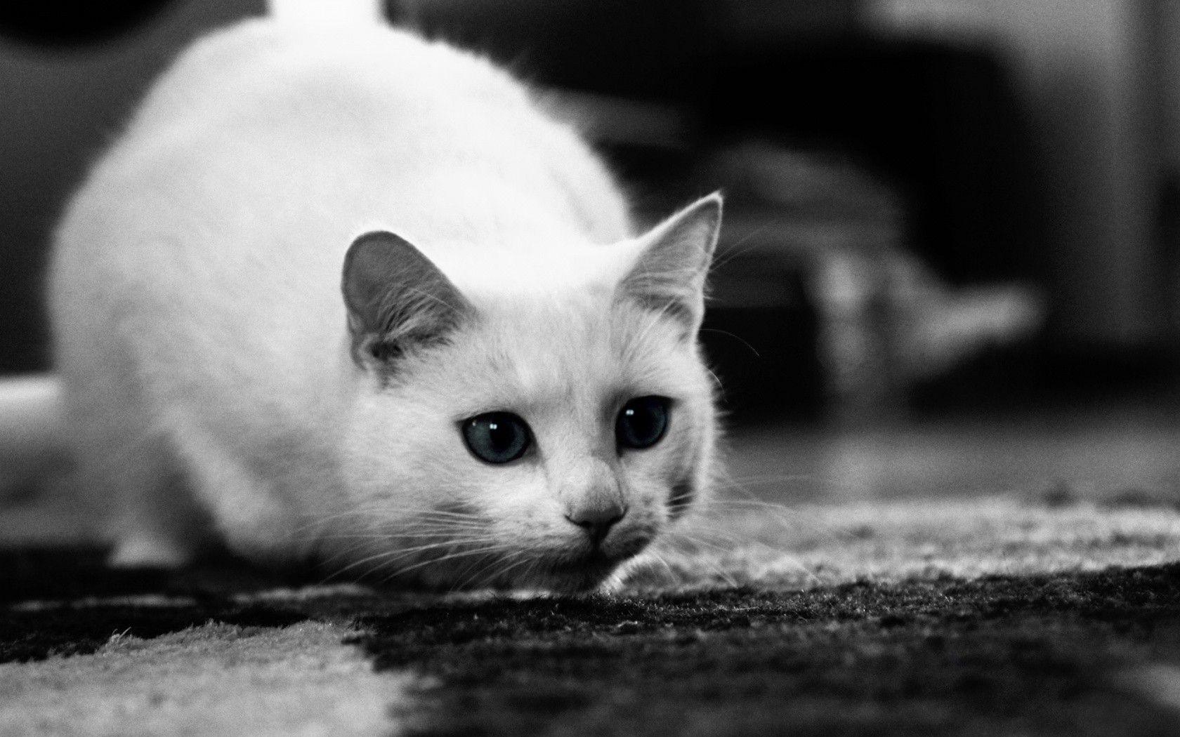 1680x1050 Black, And, White, Cat, HD, Wallpaper, Desktop Wallpaper