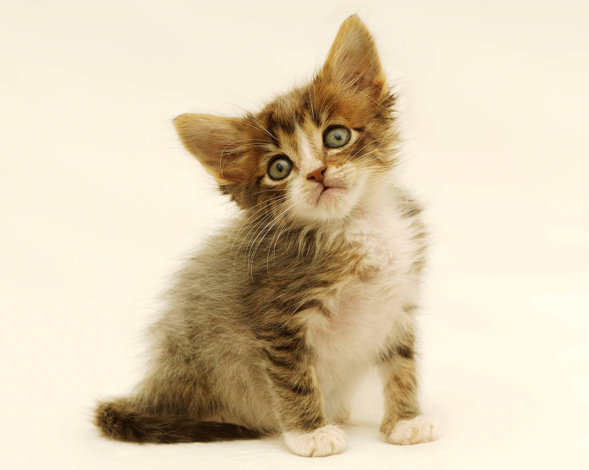 2048x1636 kitten wallpaper free desktop wallpaper. Other