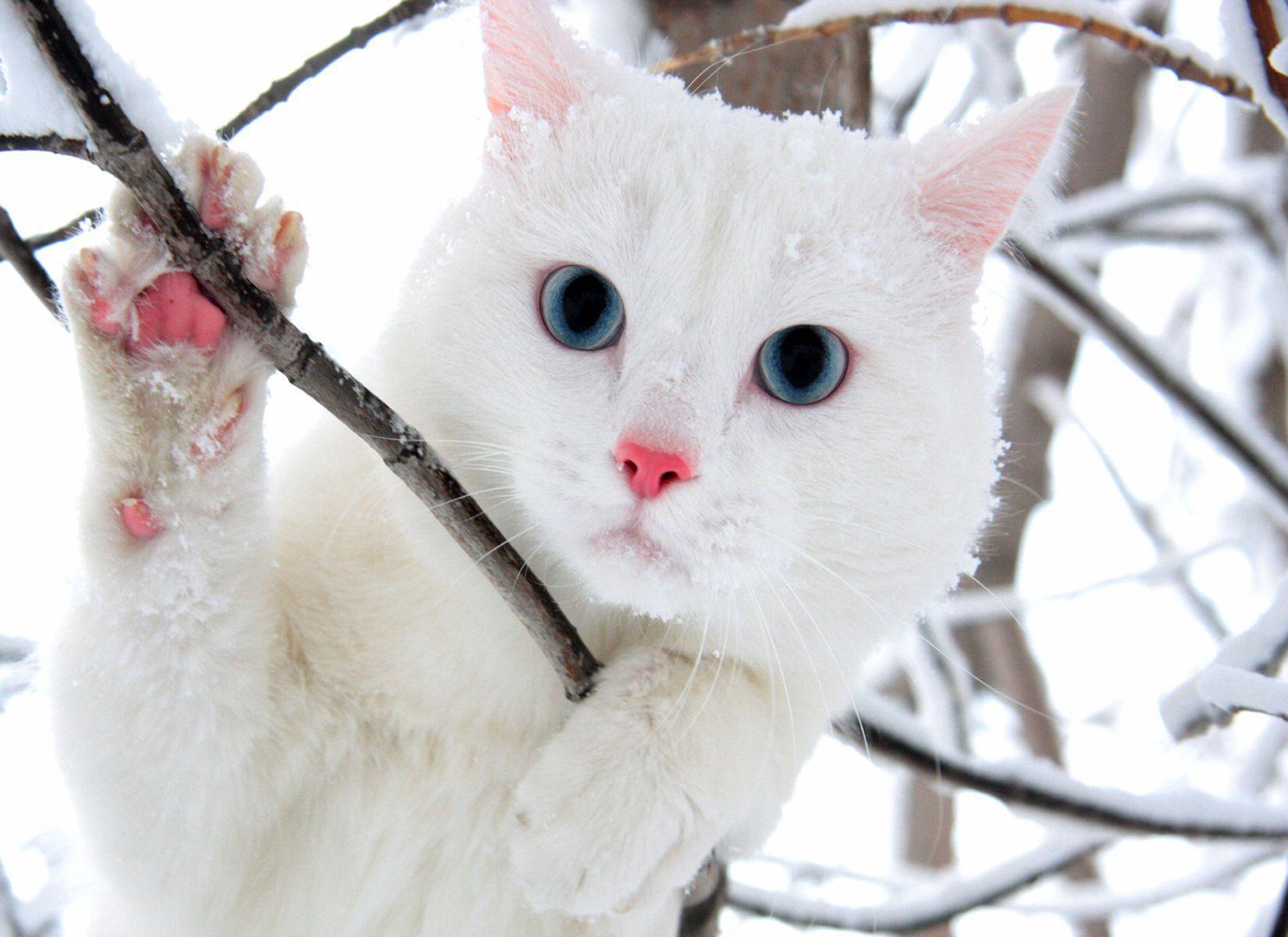 1650x1200 White Cat Wallpaper
