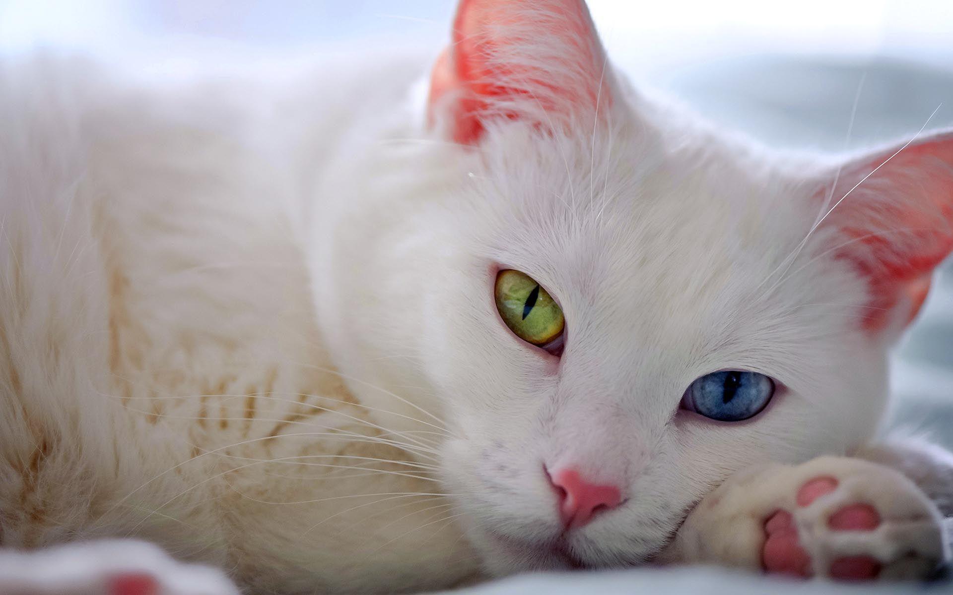 1920x1200 Cute White Cat Desktop Wallpaper HD / Desktop and Mobile