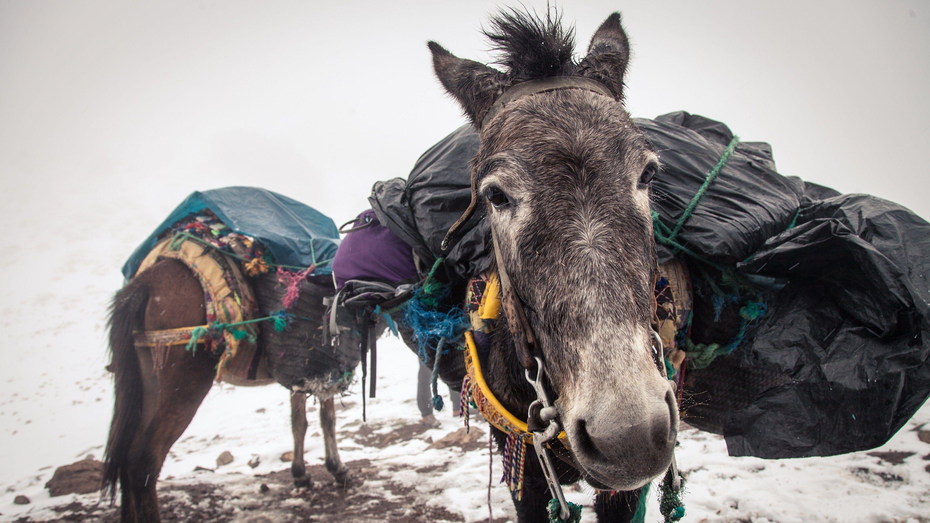 3840x2160 Donkey Desktop Widescreen 4K Wallpaper 41743