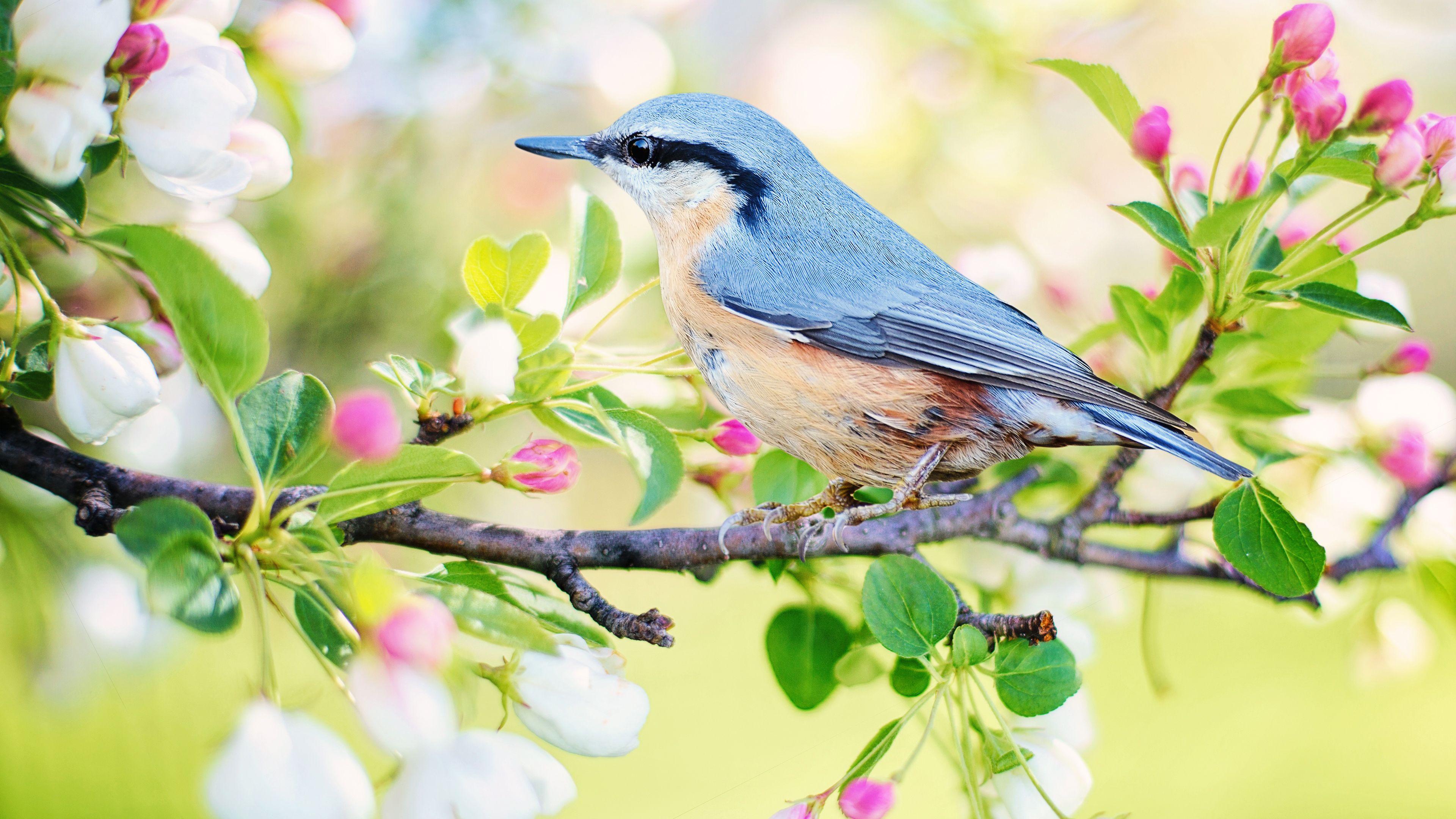 3840x2160 Free Spring Bird Chromebook Wallpaper Ready For Download