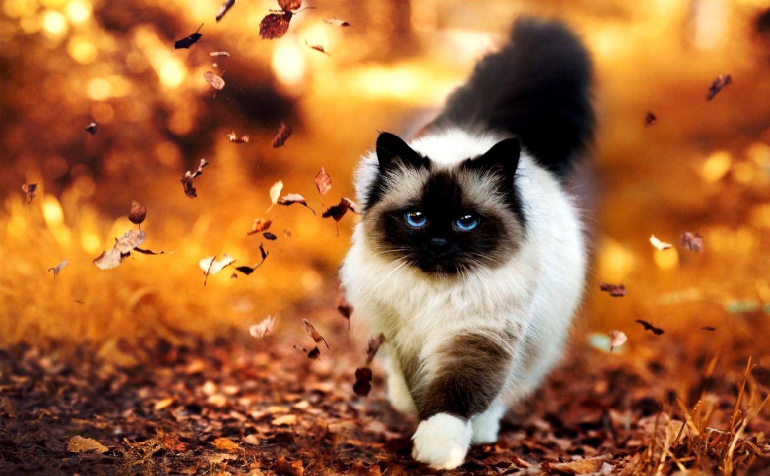 Thanksgiving Cat Desktop Wallpapers - Top Free Thanksgiving Cat Desktop