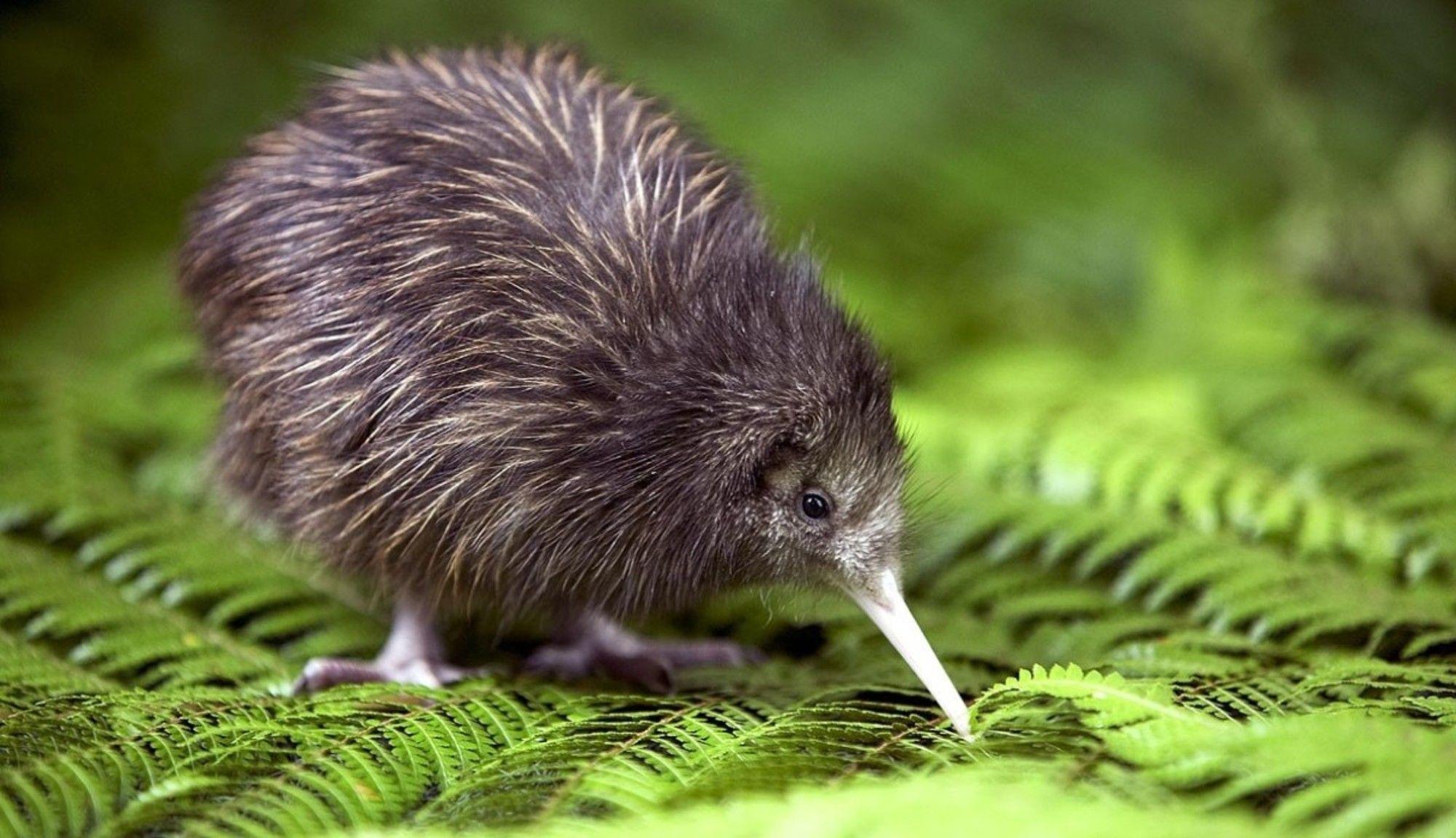 2000x1151 Kiwi Bird Wallpaper High Quality
