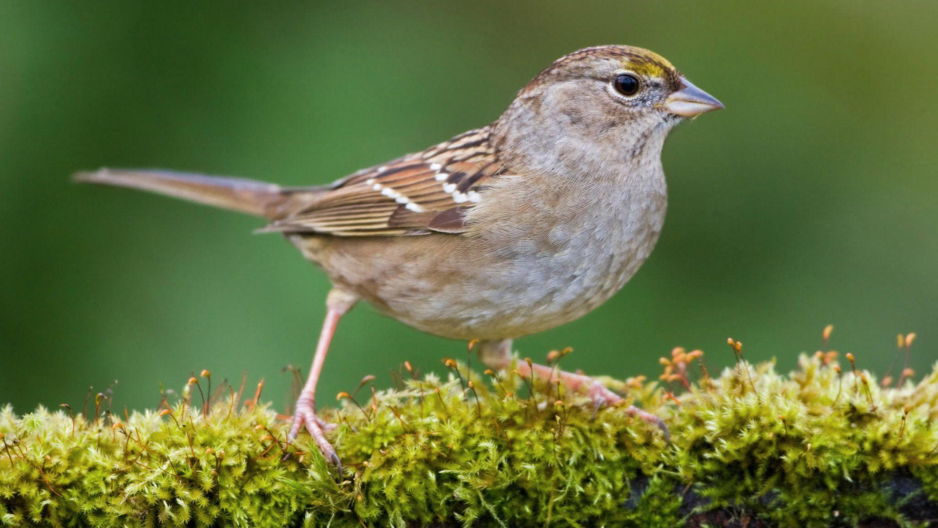 1920x1080 Beautiful Birds HD Wallpaper, Picture