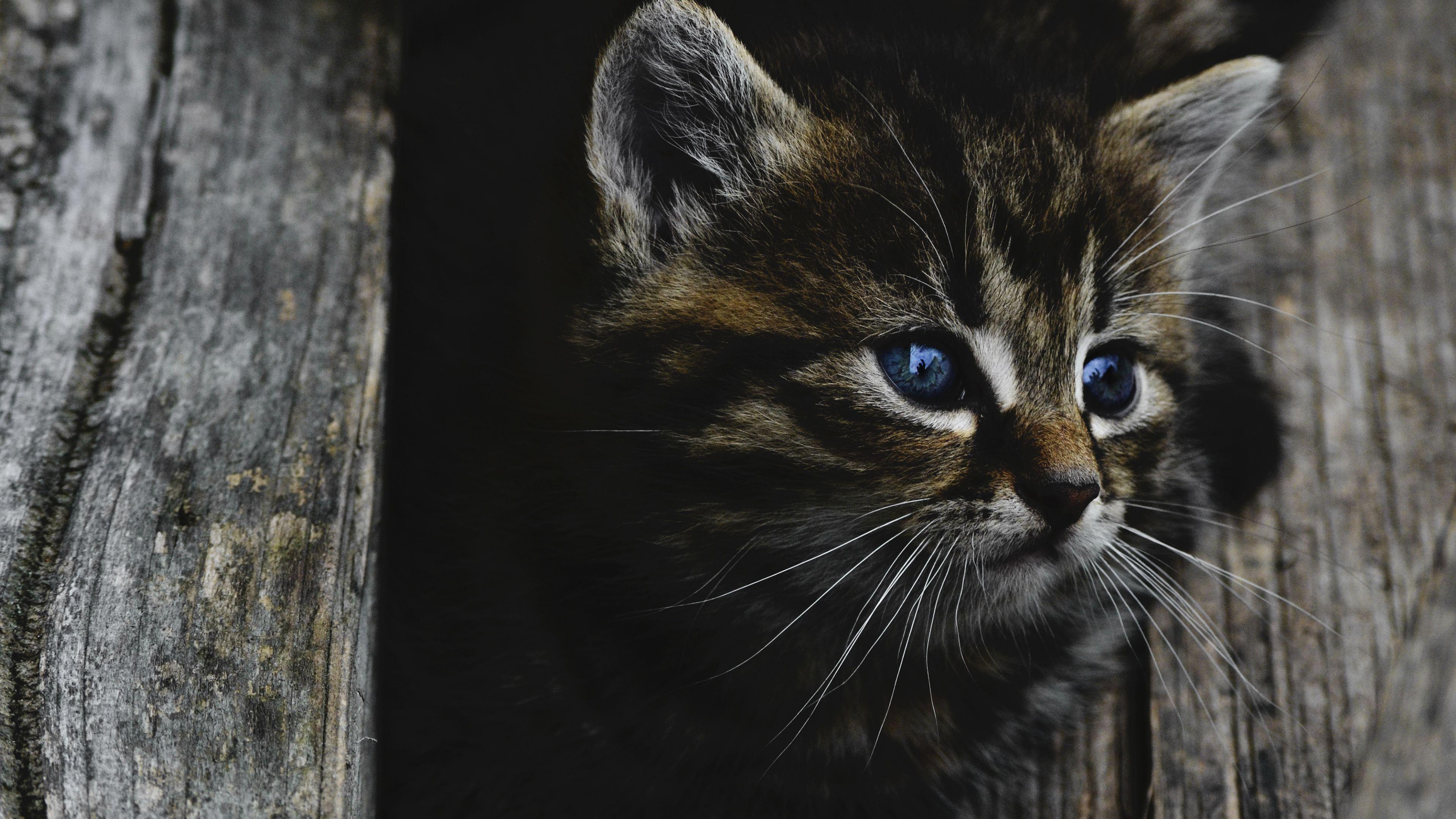 3840x2160 Dark Kitten Desktop Background