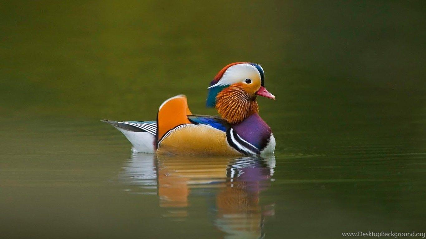 1366x768 Hd Wallpaper: Colorful Birds Desktop Wallpaper. Birds