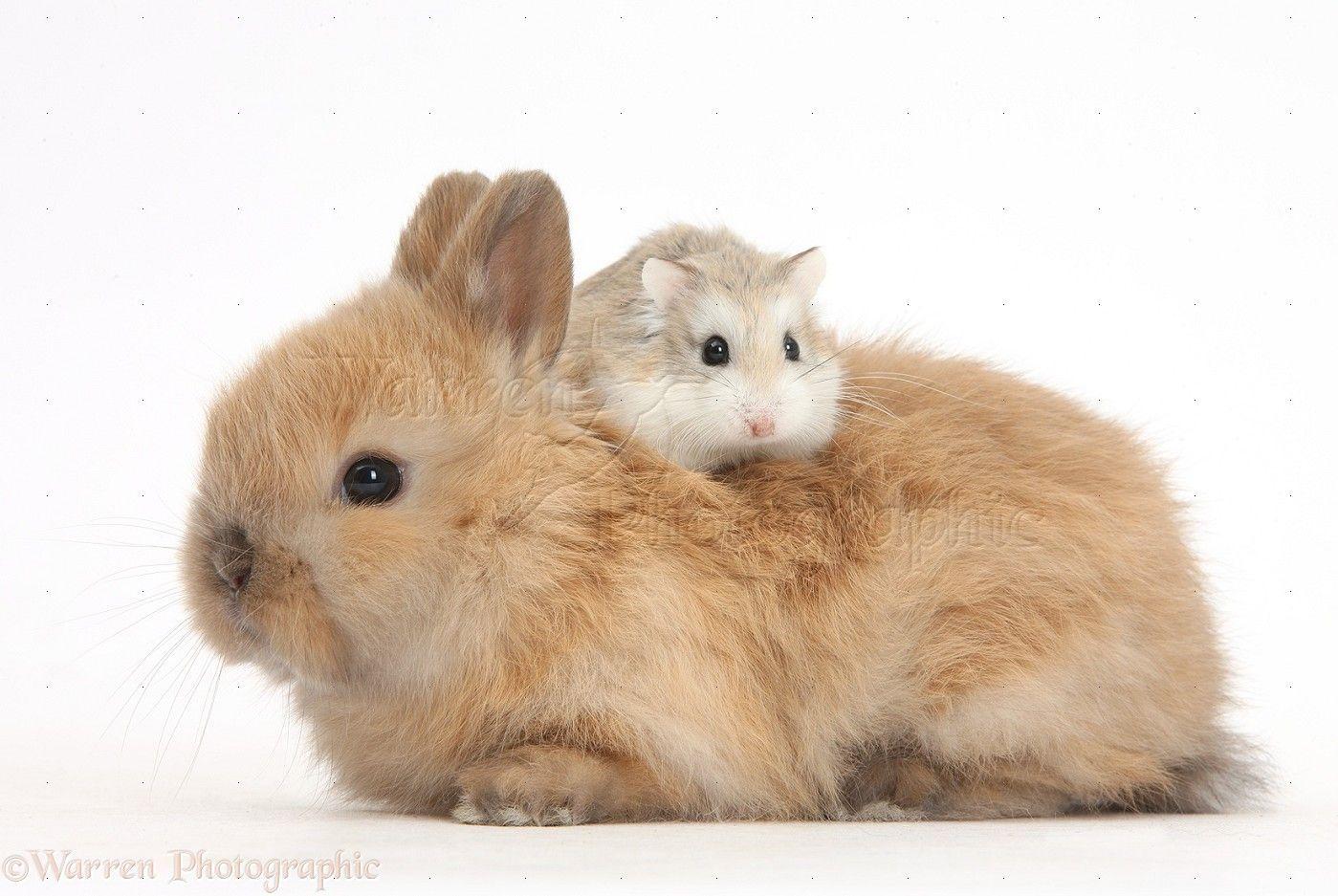 1399x937 Roborovski Hamster riding on the back of cute baby bunny