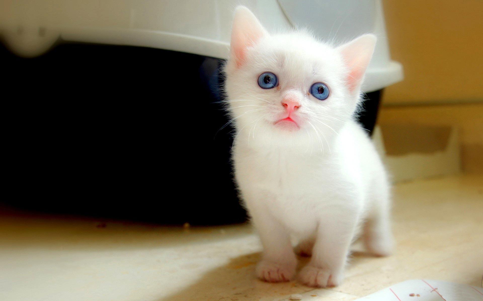 1920x1200 Cute White Cat Wallpaper For Desktop HD Pics Of Mobile