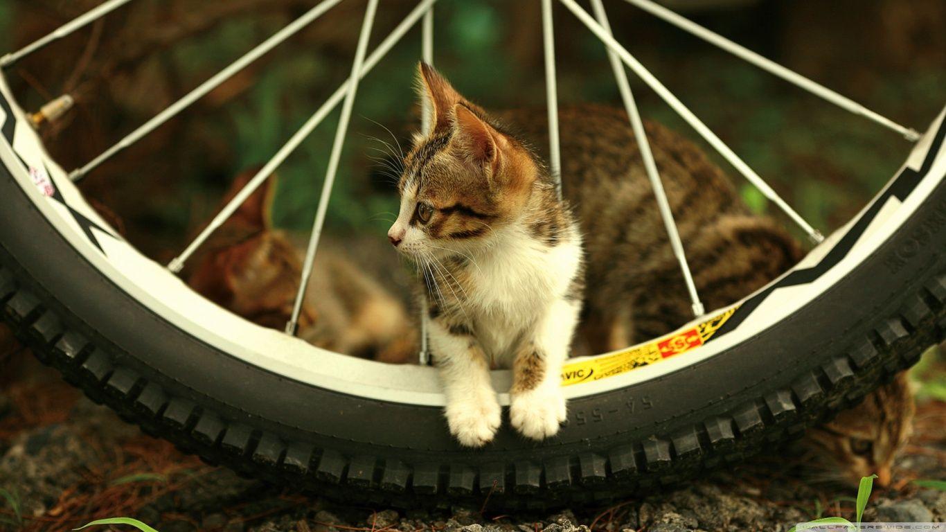 1366x768 Kitten Wallpaper HD