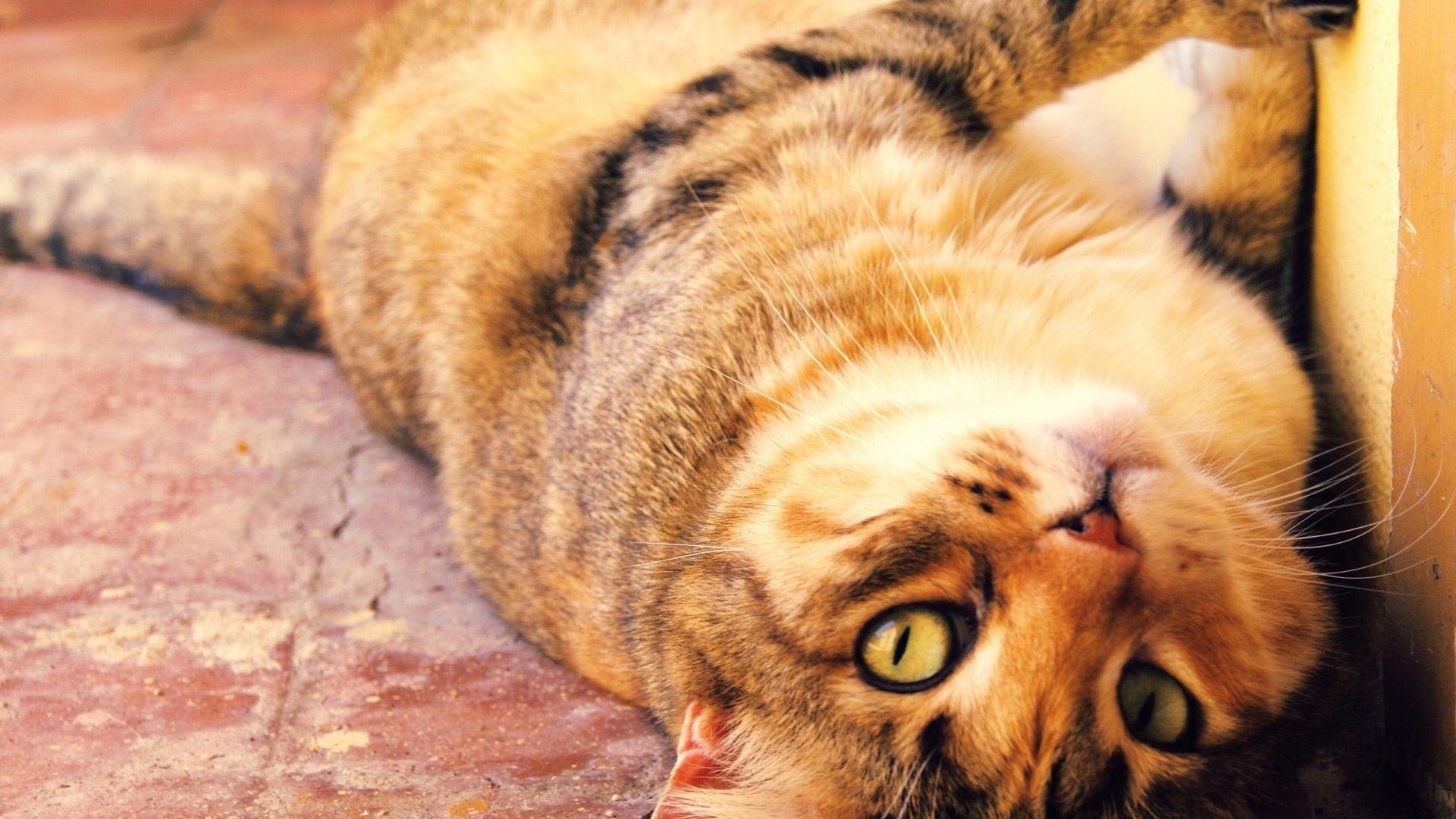 Thanksgiving Cat Desktop Wallpapers Top Free Thanksgiving Cat Desktop