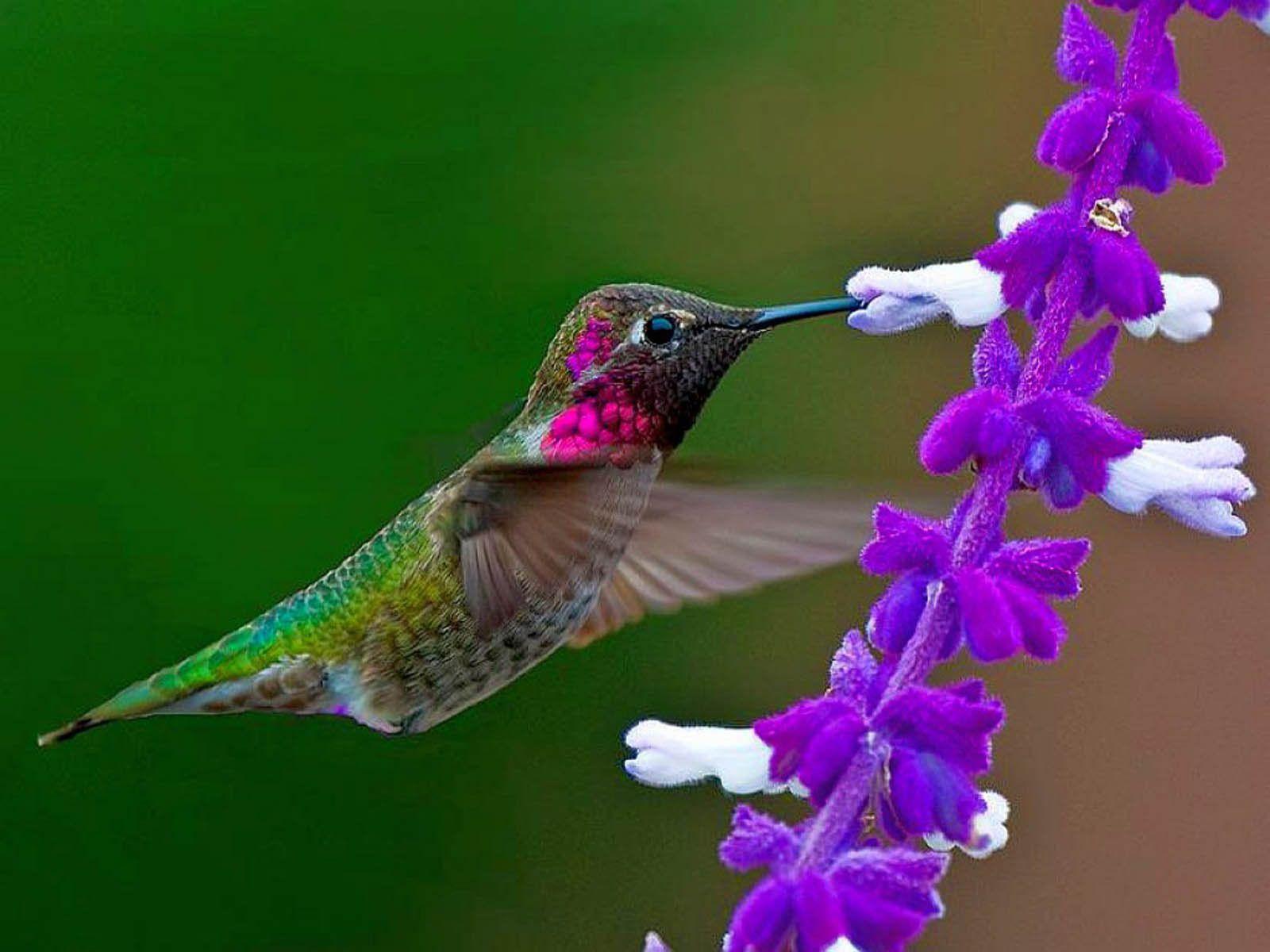 1600x1200 Hummingbird Wallpaper