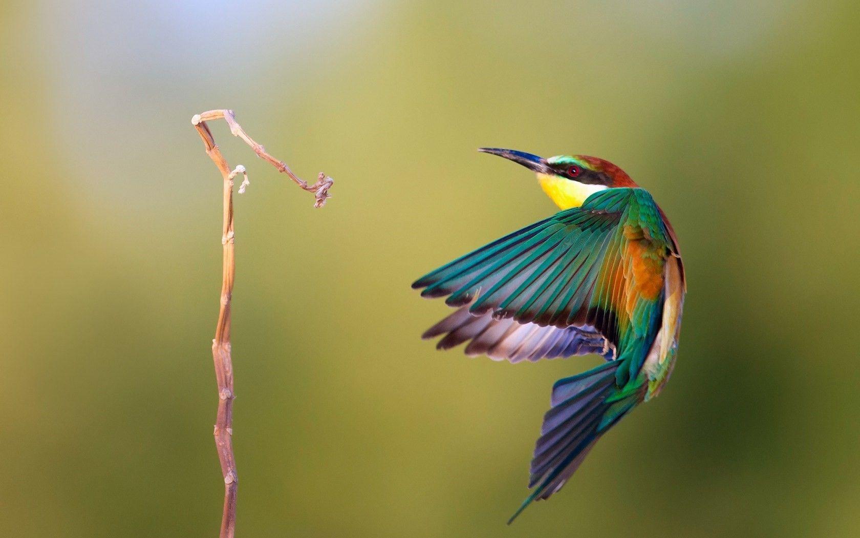 1680x1050 Awesome, Turkey, Bird, Full, Screen, HD, Wallpaper, Desktop