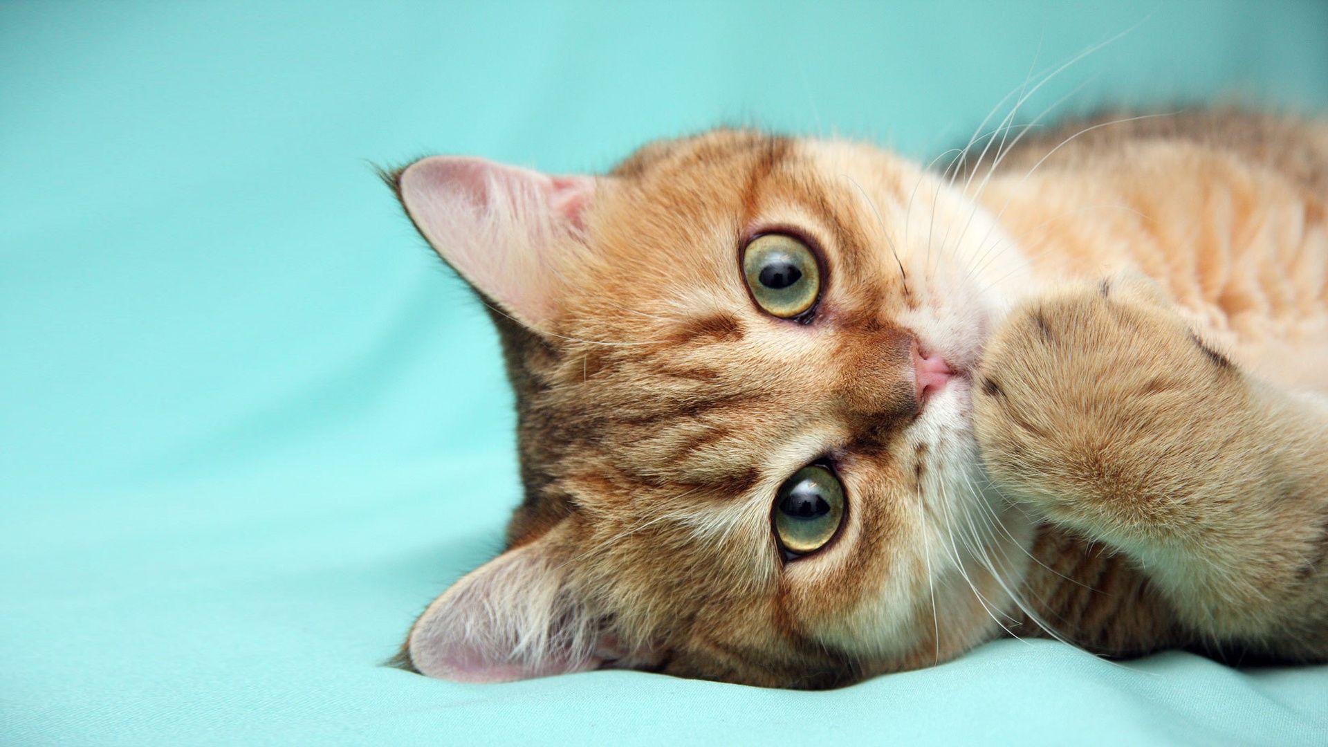 1920x1080 Kitten Wallpaper, HD Image