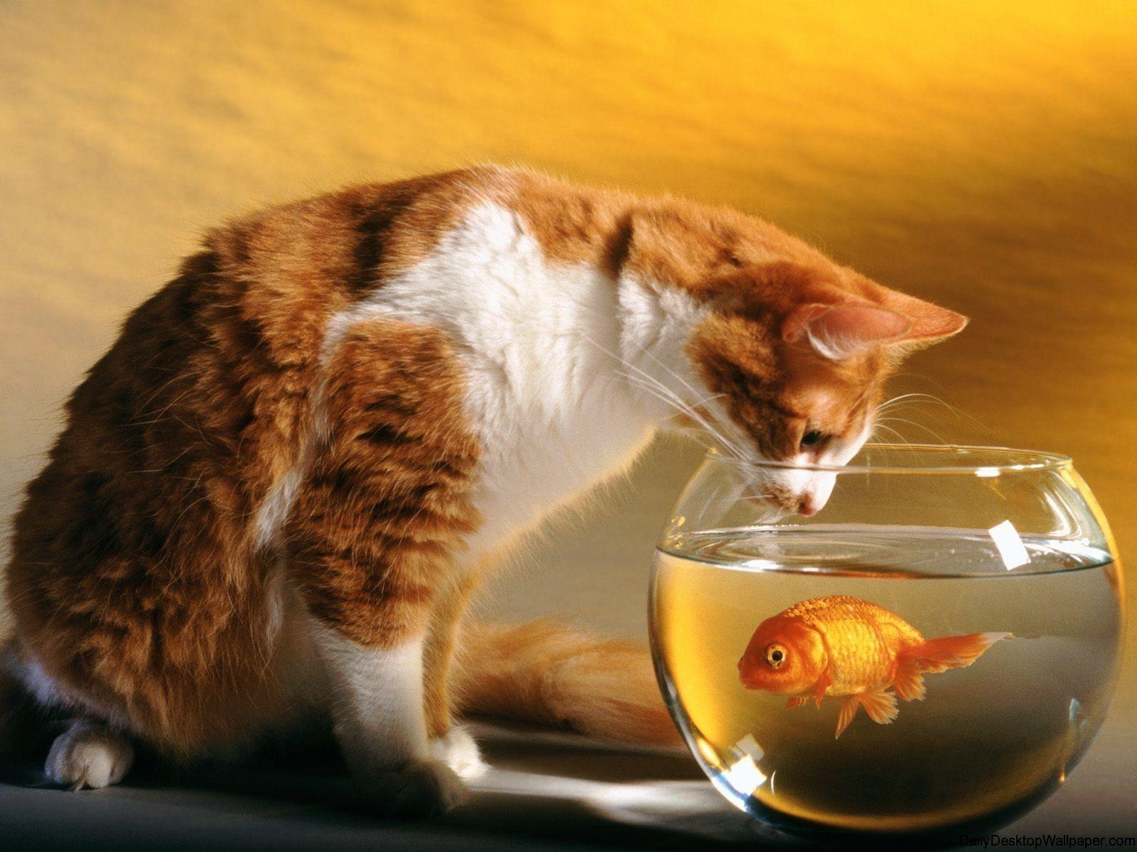 1600x1200 Cat and goldfish wallpaper