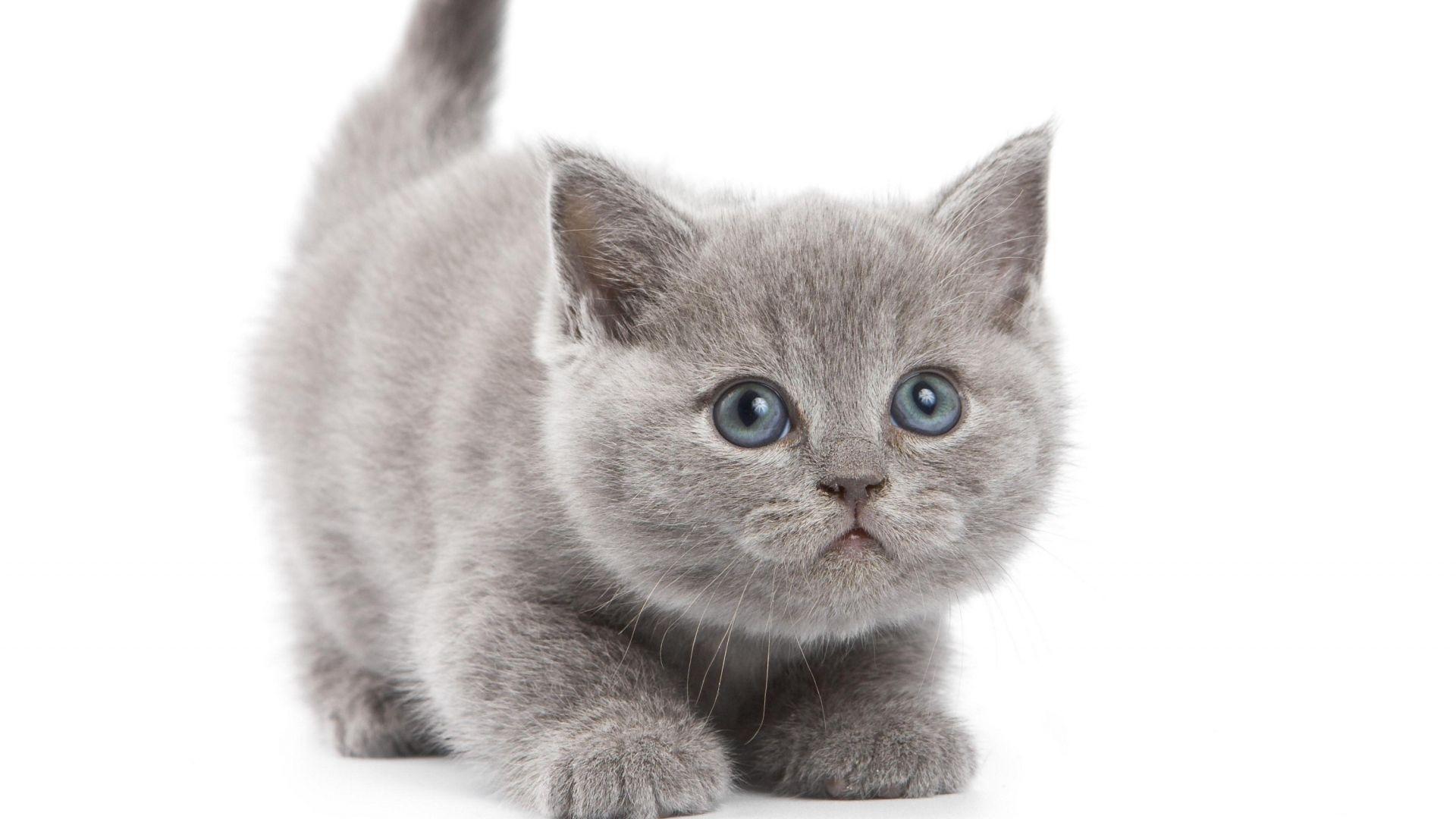 1920x1080 Desktop Wallpaper: Gray kitten