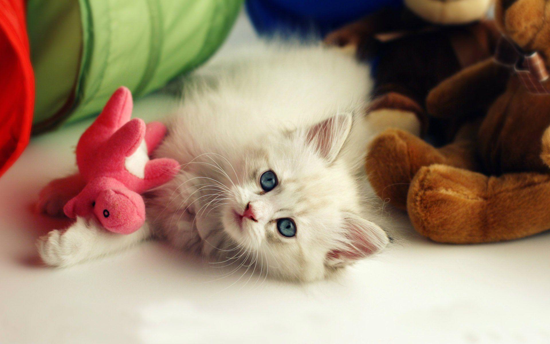 1920x1200 Hd Widescreen Background Kitten Desktop Wallpaper Free