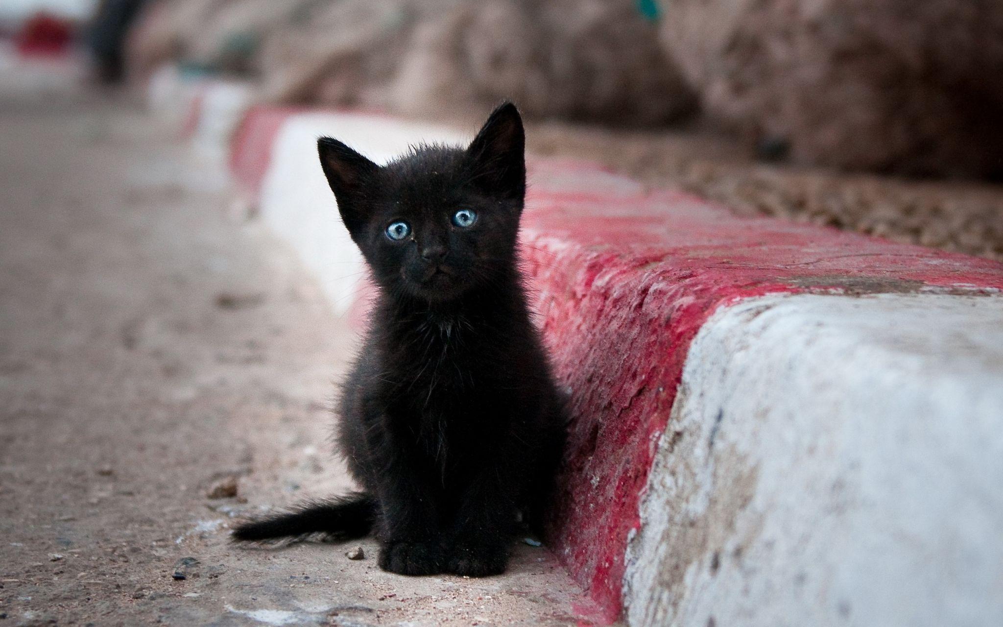 2048x1280 kitten wallpaper desktop background. Other