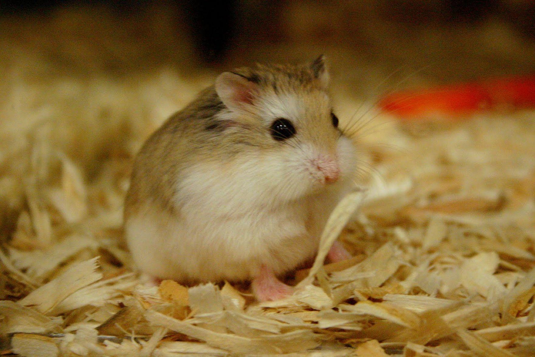 Hamster Desktop Wallpapers - Top Free Hamster Desktop Backgrounds ...