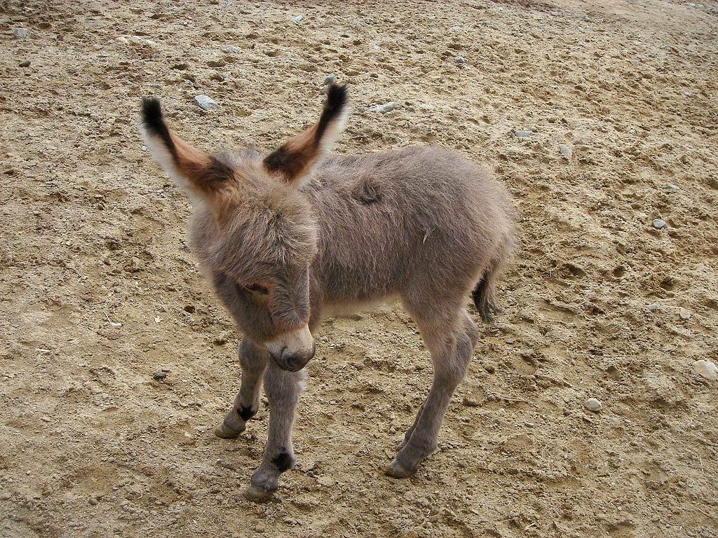 1024x768 Donkey Wallpaper HD GV3G58