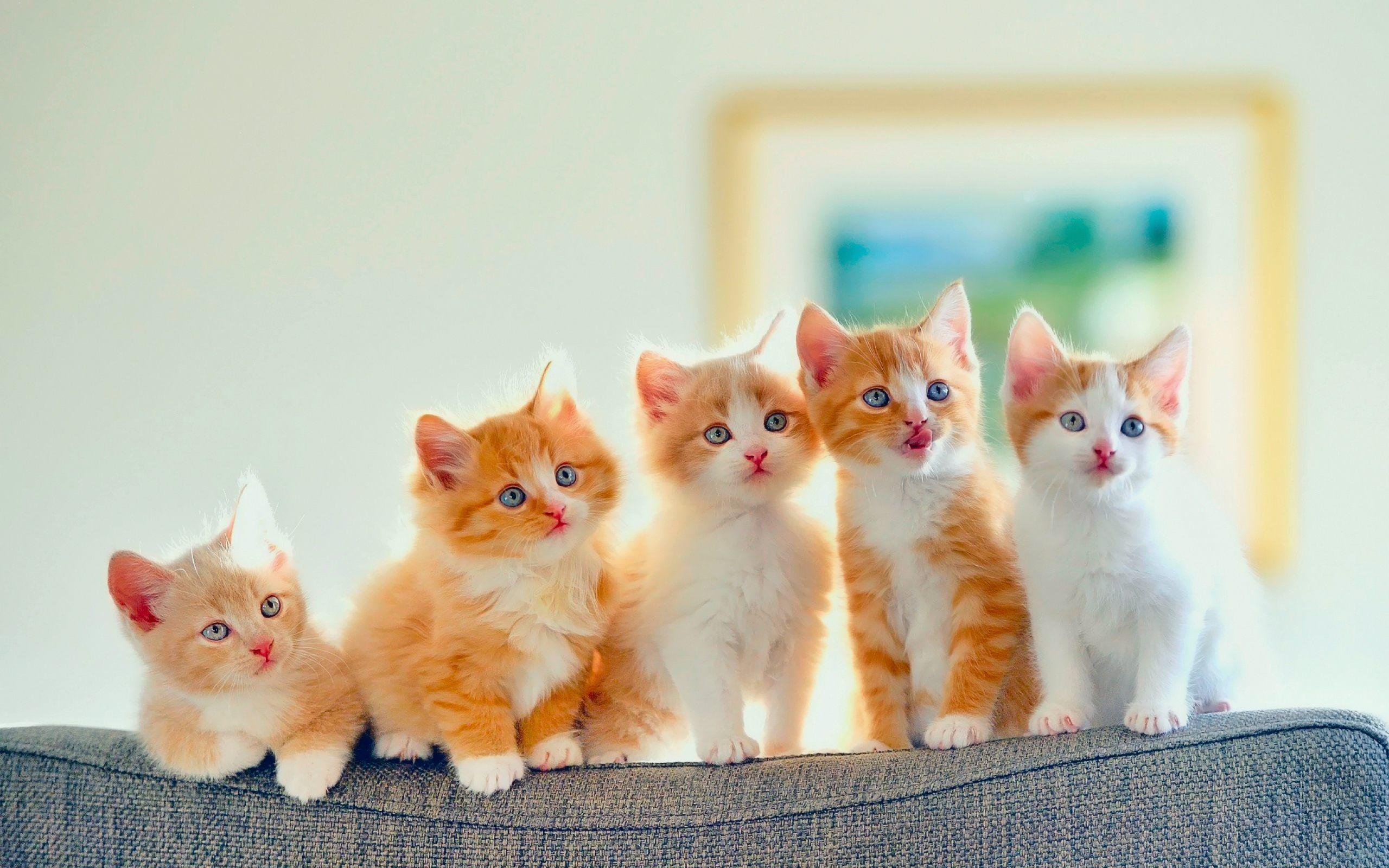 2560x1600 Cat Kitten HD wallpaper