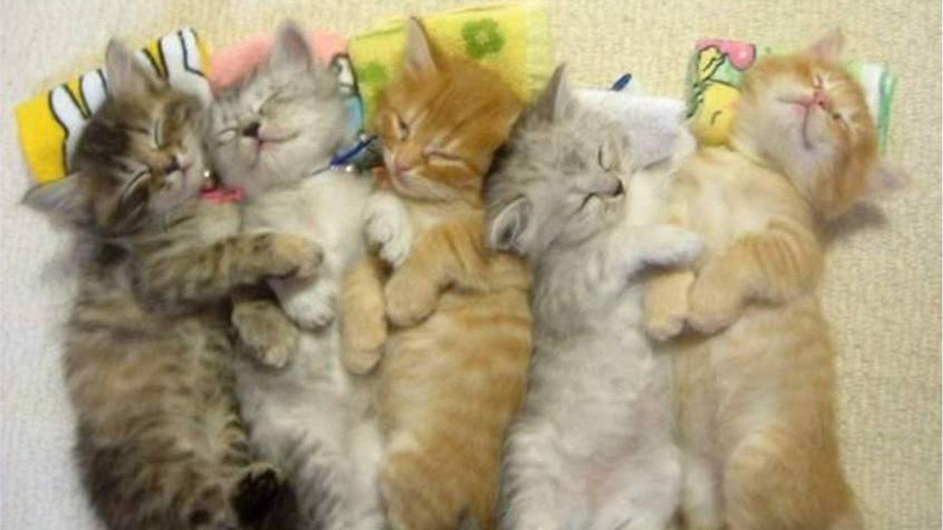 1366x768 Kitten Desktop Wallpaper, Picture